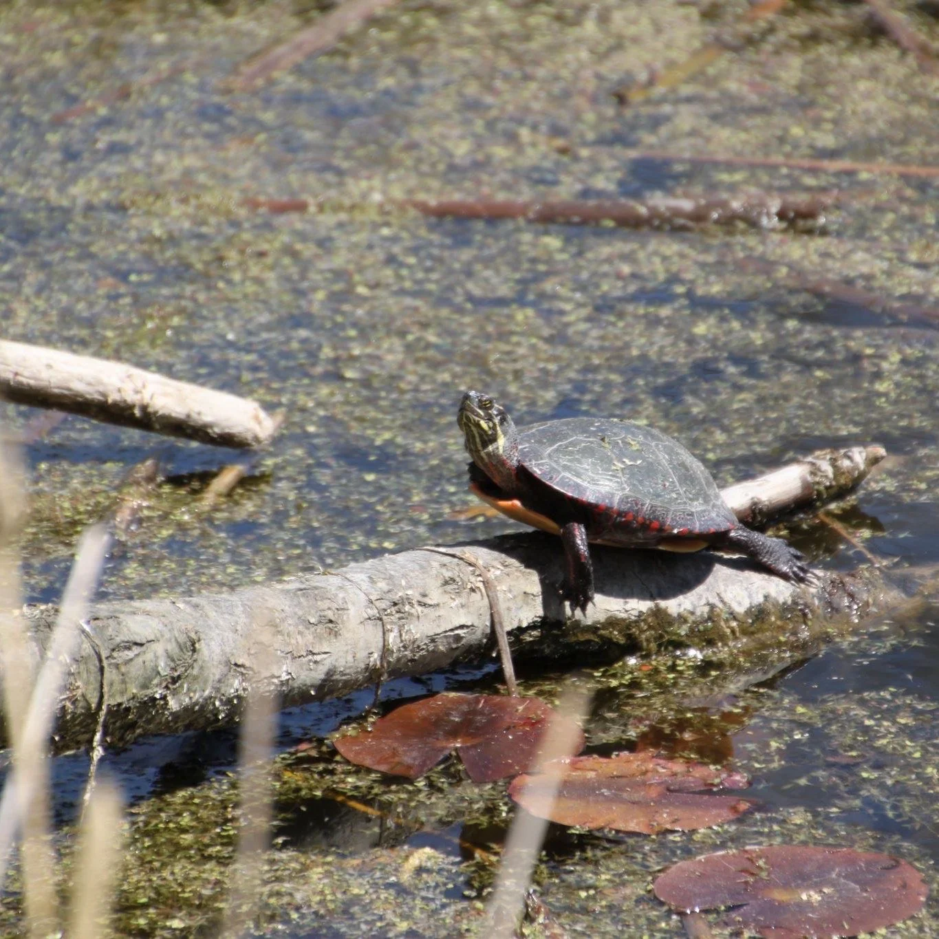 April 13, 2026 - Volunteer Weekly Email