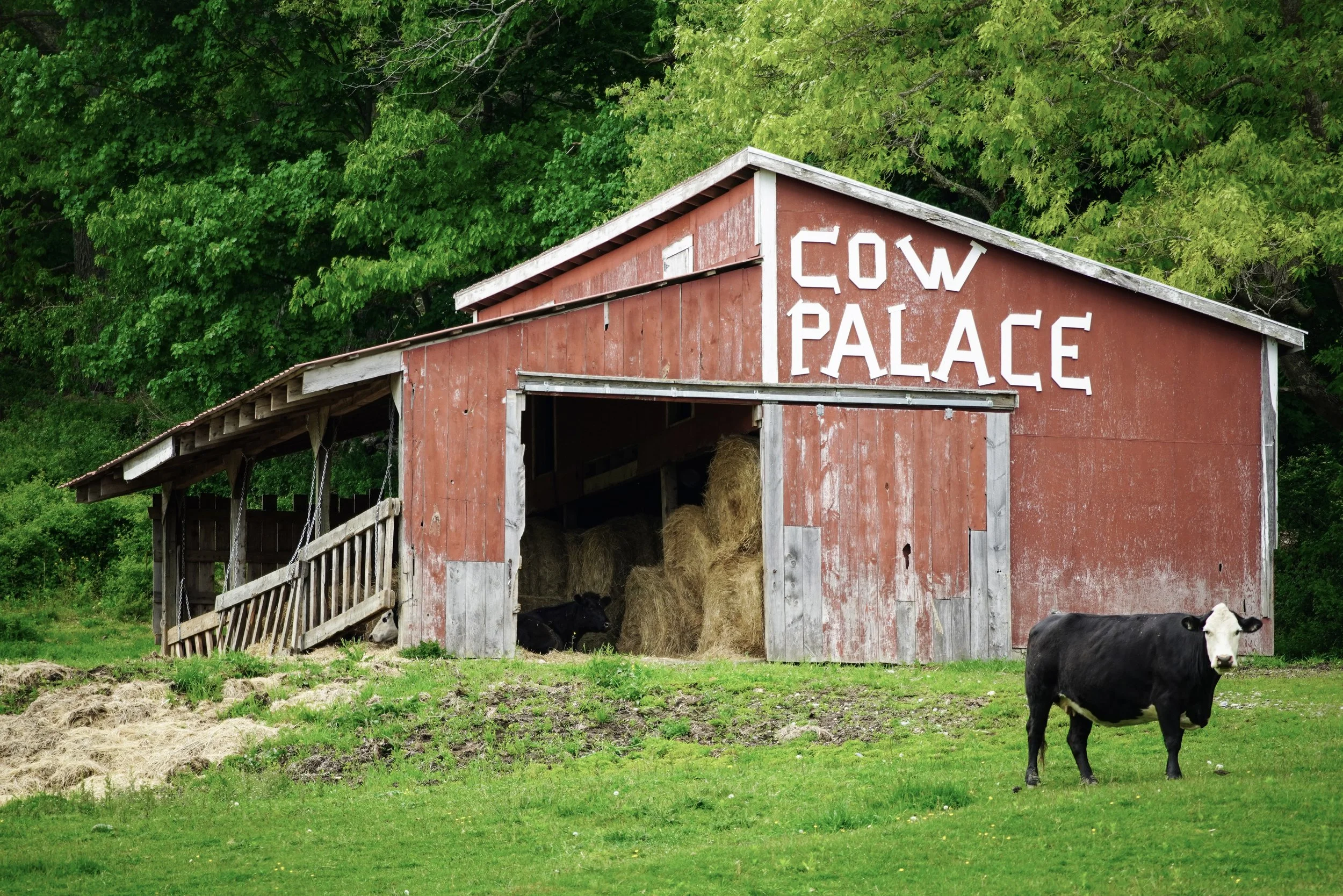 Cow Palace