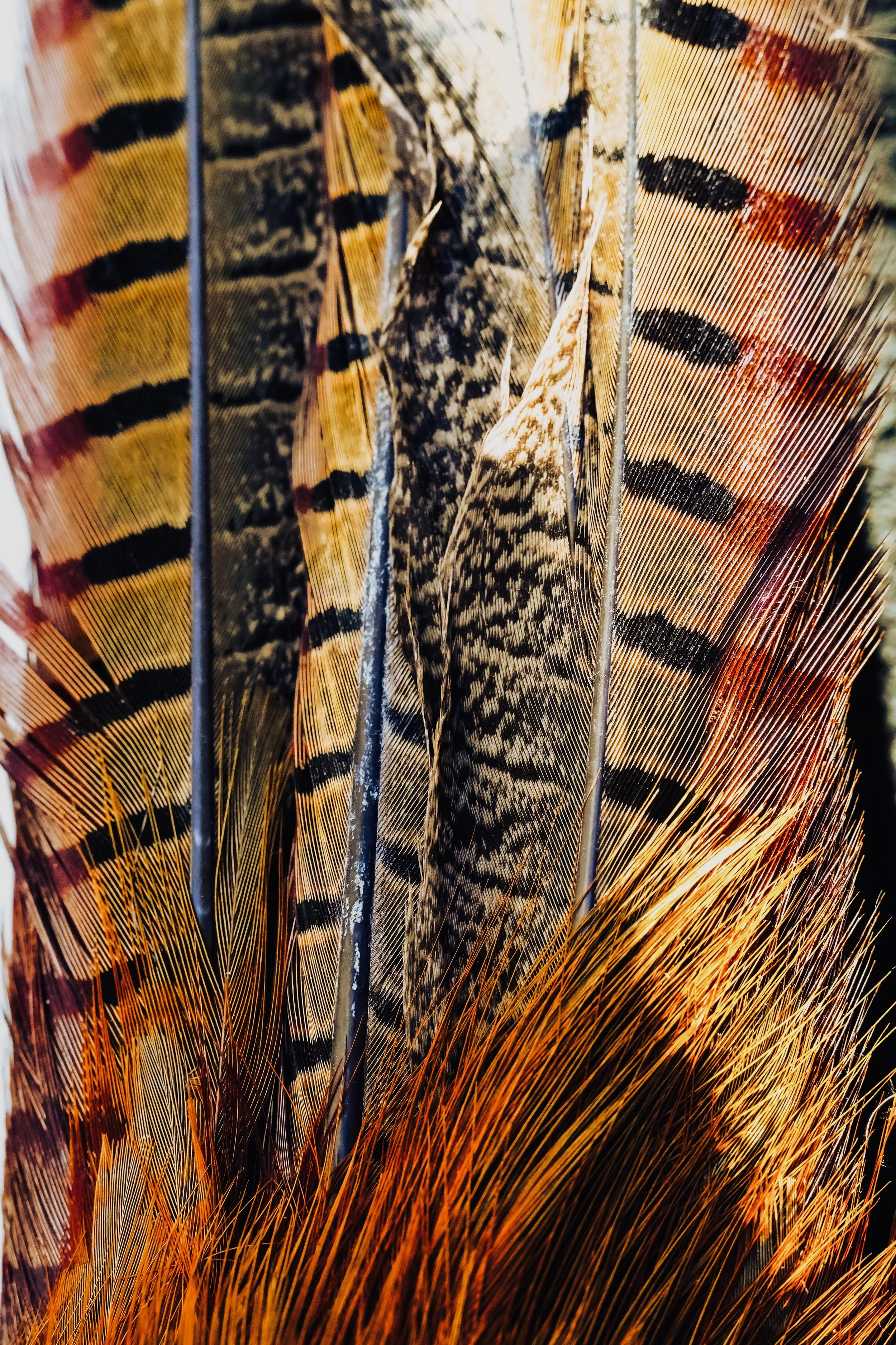 Pheasant Tail Flare