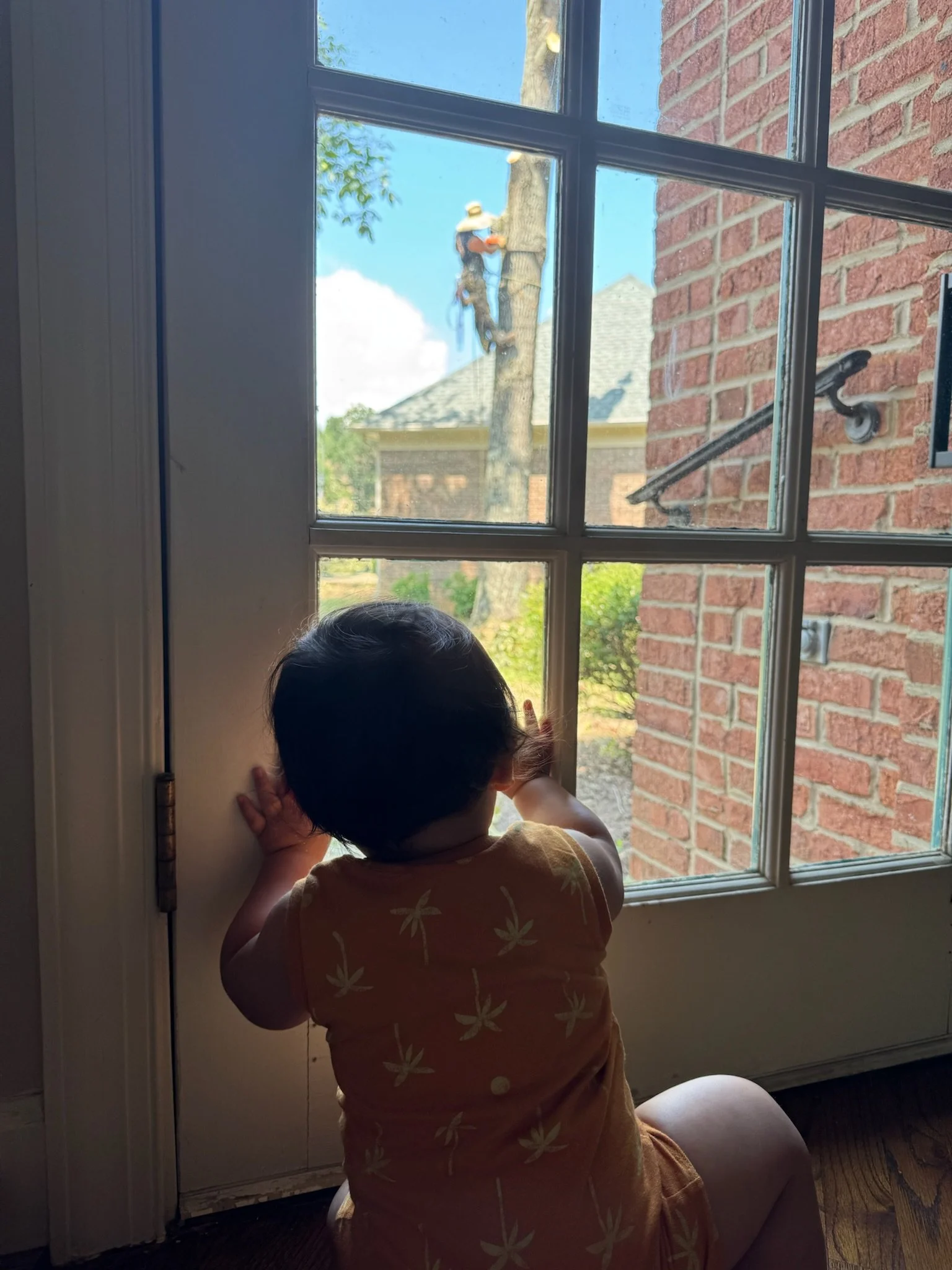 Kanoa watching the tree get cut down