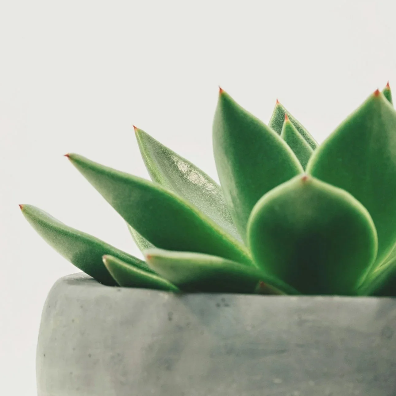 Foggy mountain forest with tall pine trees and mist among the slopes.