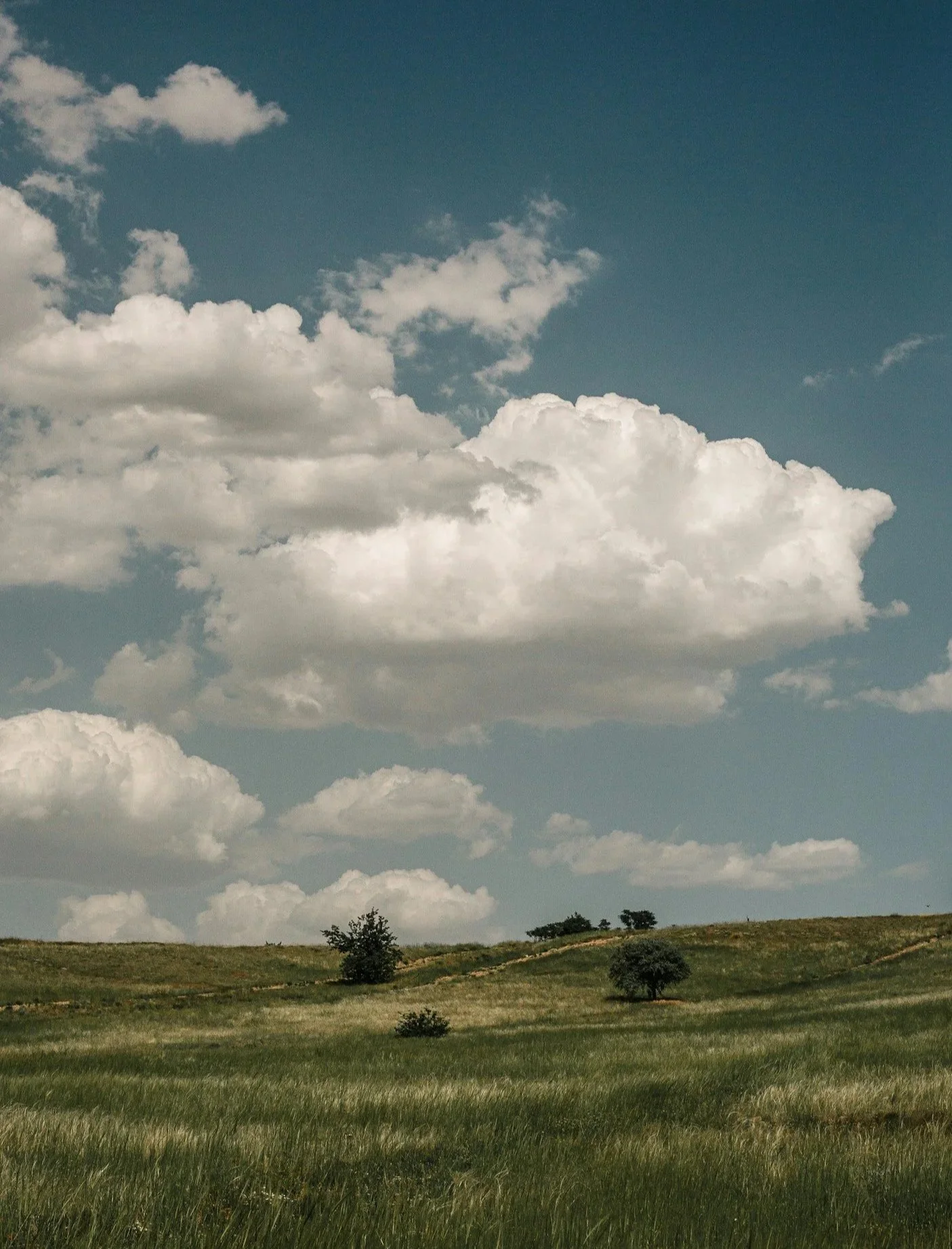 A foggy mountain landscape with a dense forest of trees in shades of green and yellow at the lower slopes and snow-capped mountains in the distance.