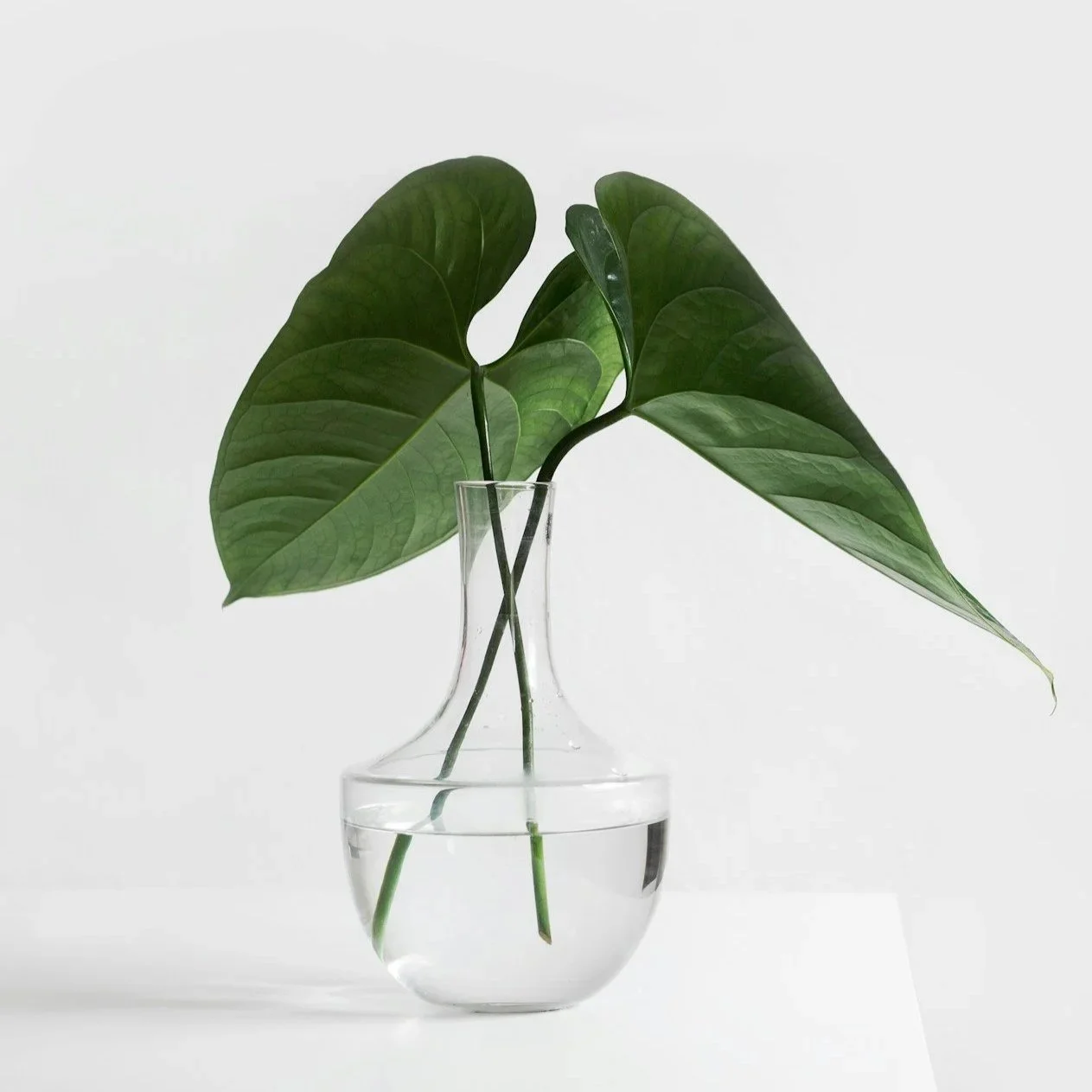 Mountain landscape with tall pine trees in the foreground and rugged peaks in the background under a partly cloudy sky.