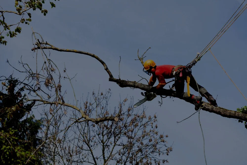 Wilber's Tree Service in Houston