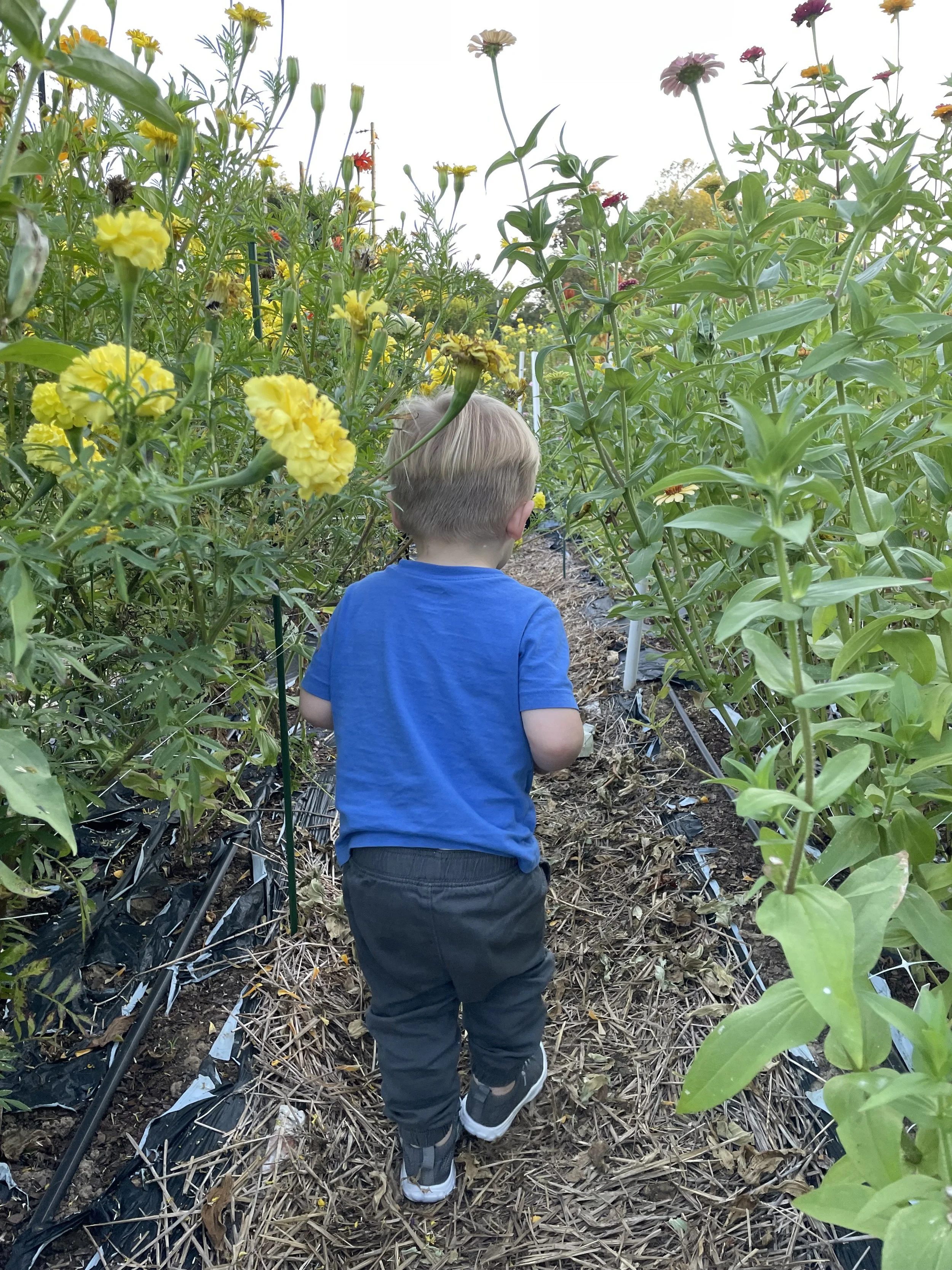 Teaching Gratitude Through Flowers: Notes, Bouquets, & Giving