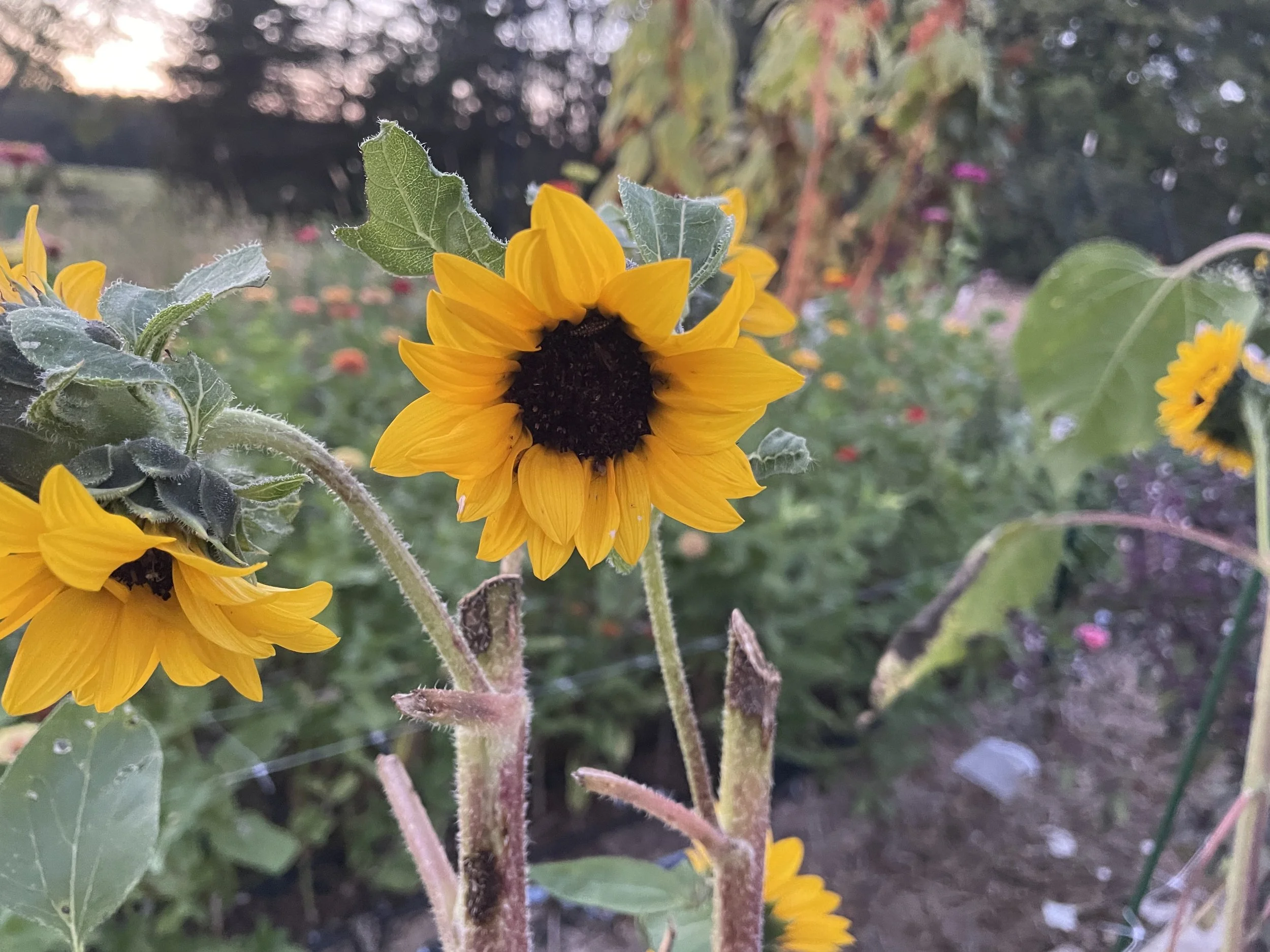 Tucking the Garden In: Simple Fall Tasks That Bring Peace Into Your Home