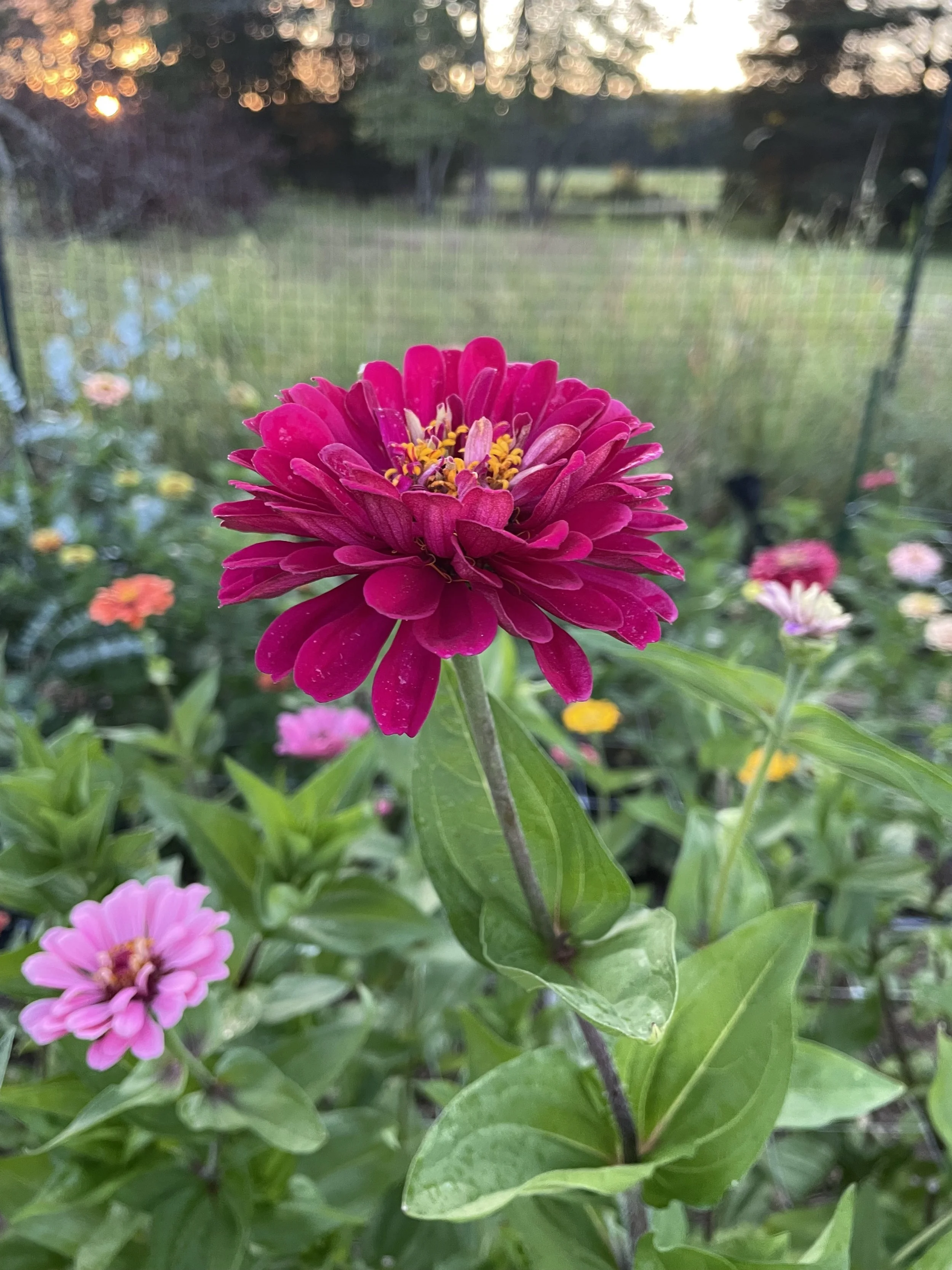Flower Guide: What Blooms When (and Why That Matters)