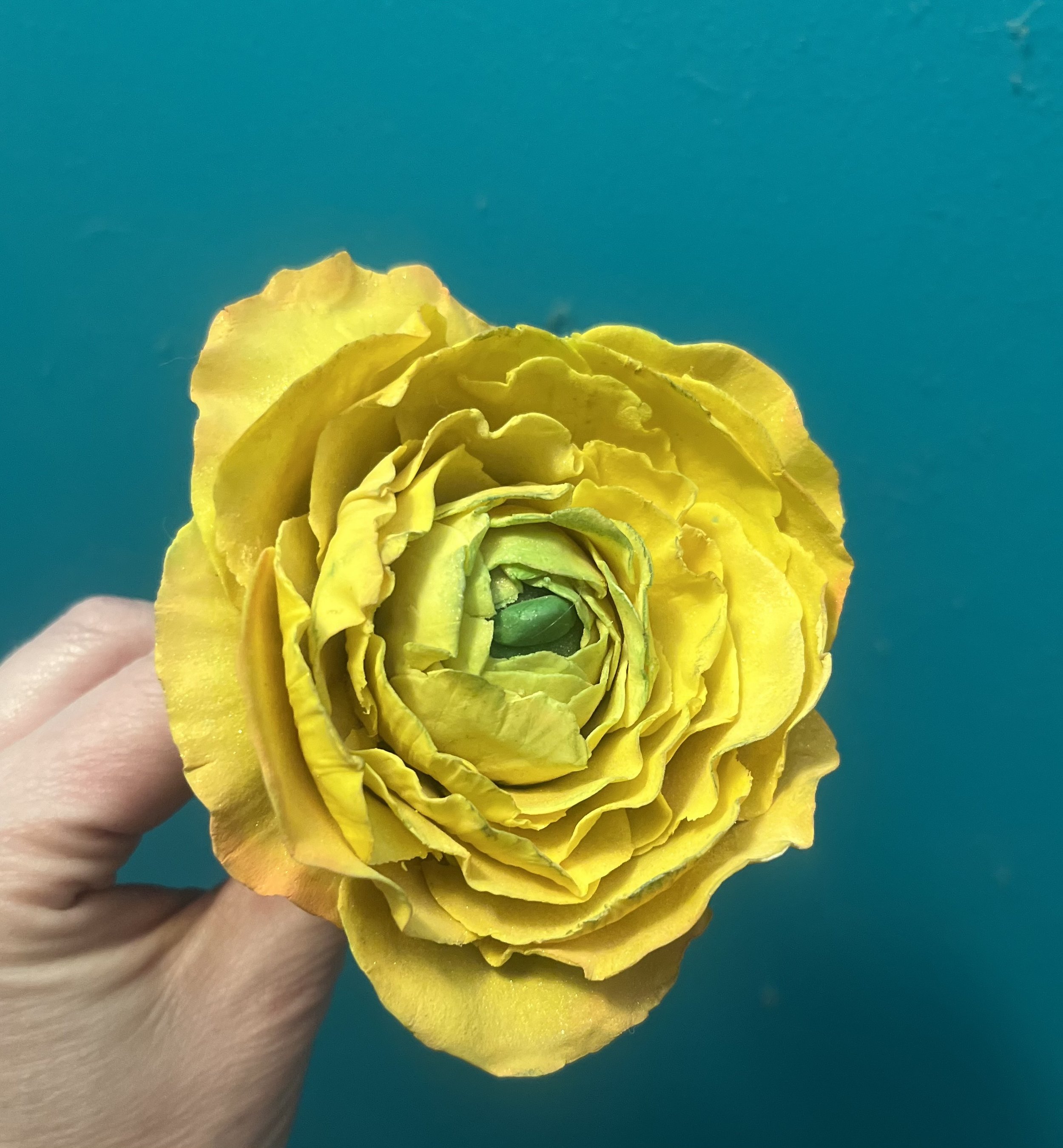 A close-up of a yellow rose held in a person's hand against a teal background.
