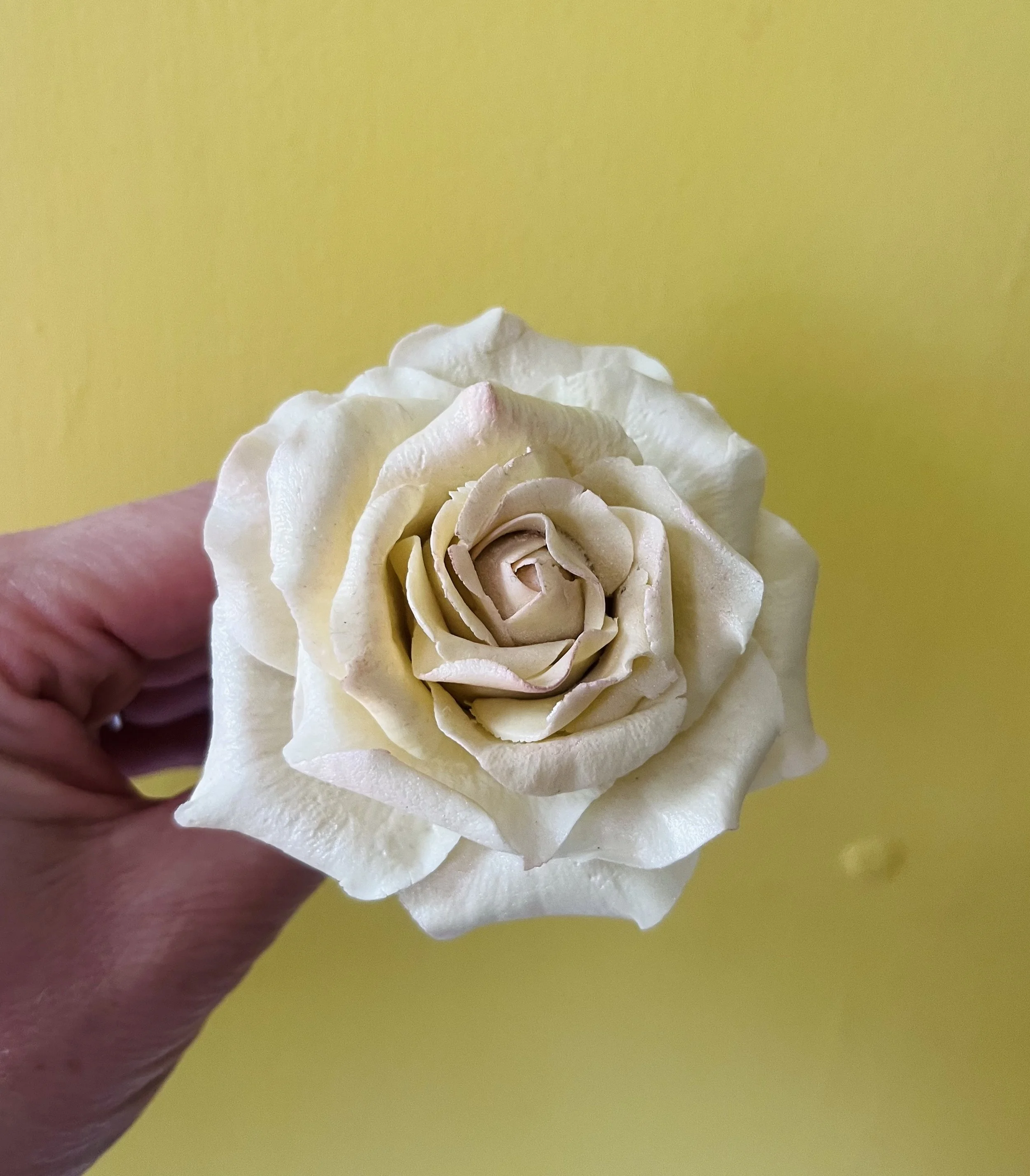 A hand holding a blooming cream-colored rose against a yellow background.