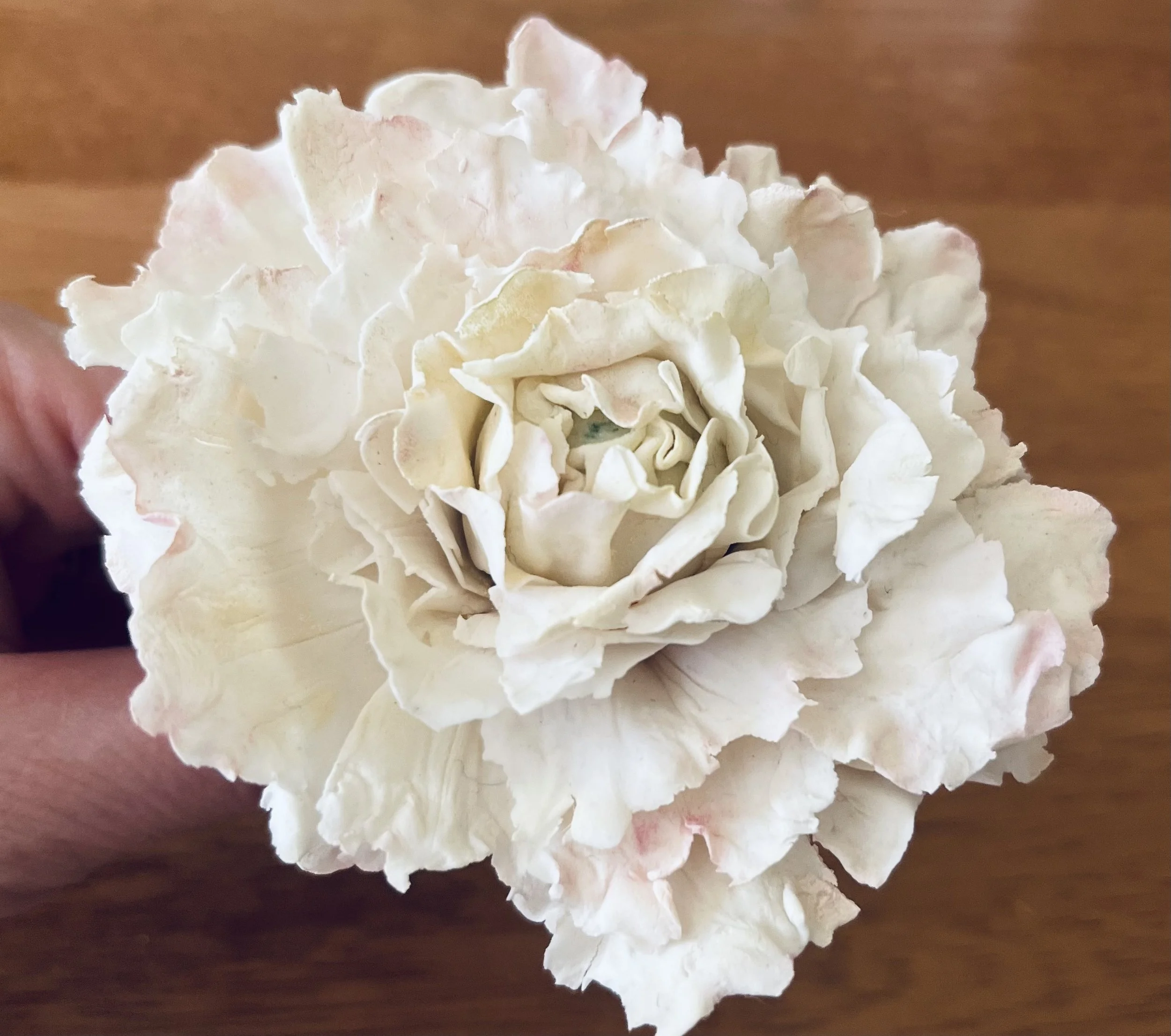 Close-up of a white and pink peony flower with ruffled petals.