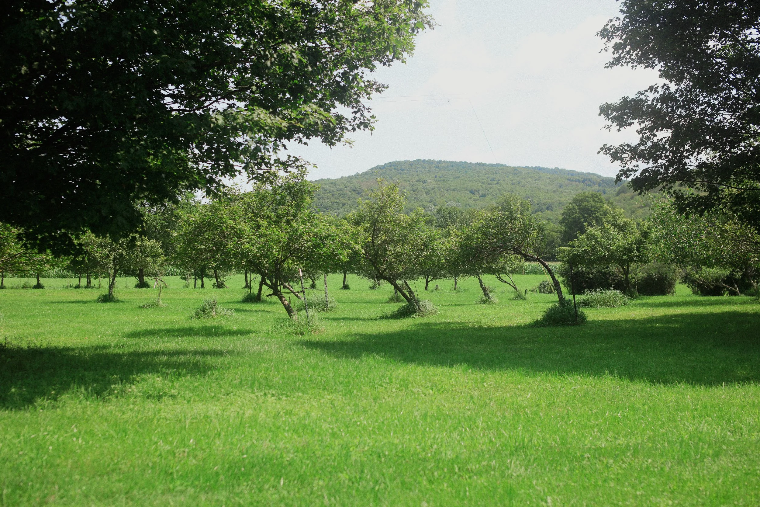 orchard_star-7.jpg