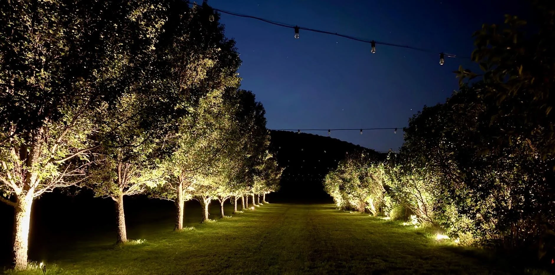 The allée of lit trees at night under strings of light