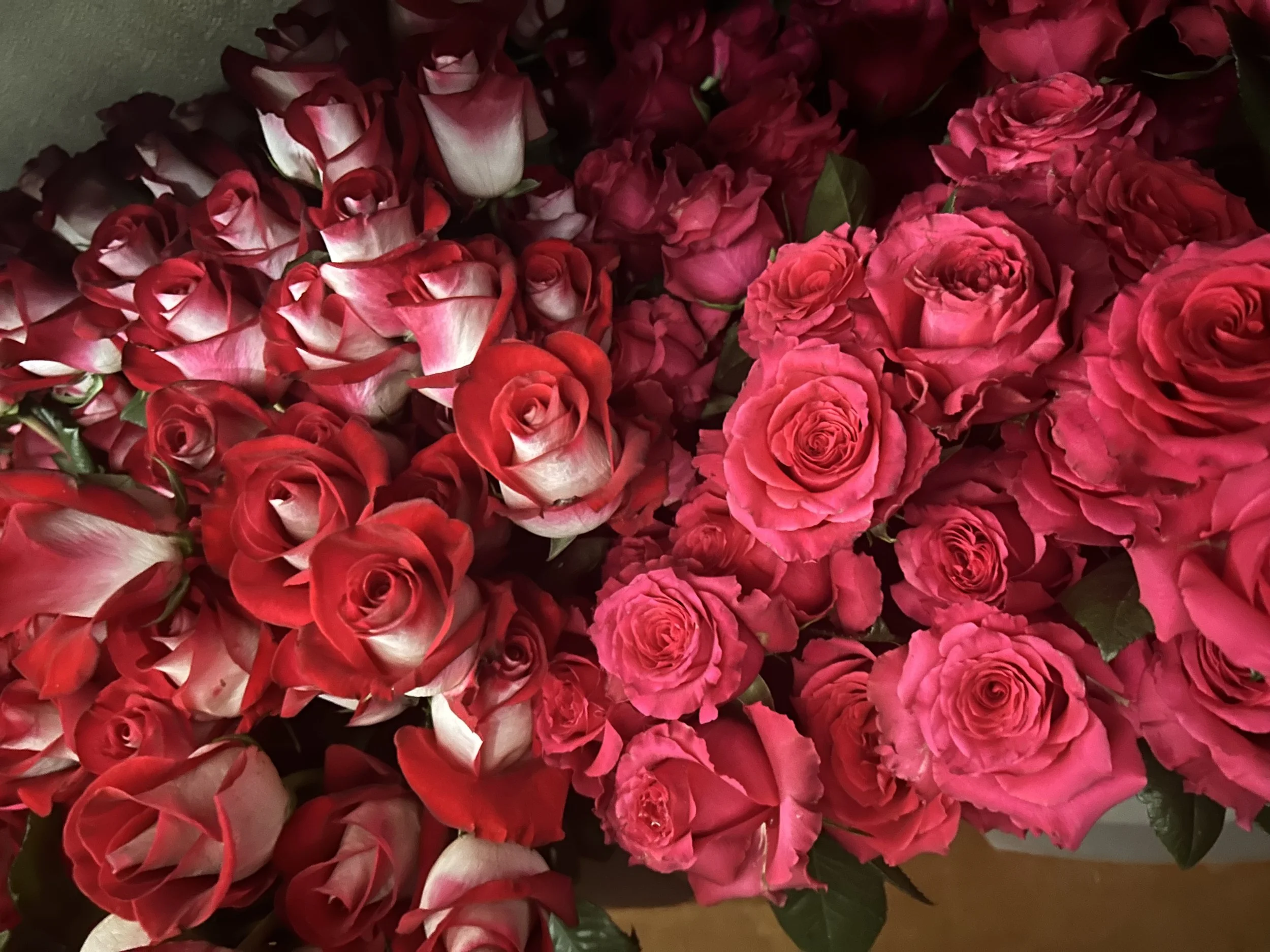 A close up of beautiful hot pink roses with large heads, and 2 toned "bluez" roses in white and red.