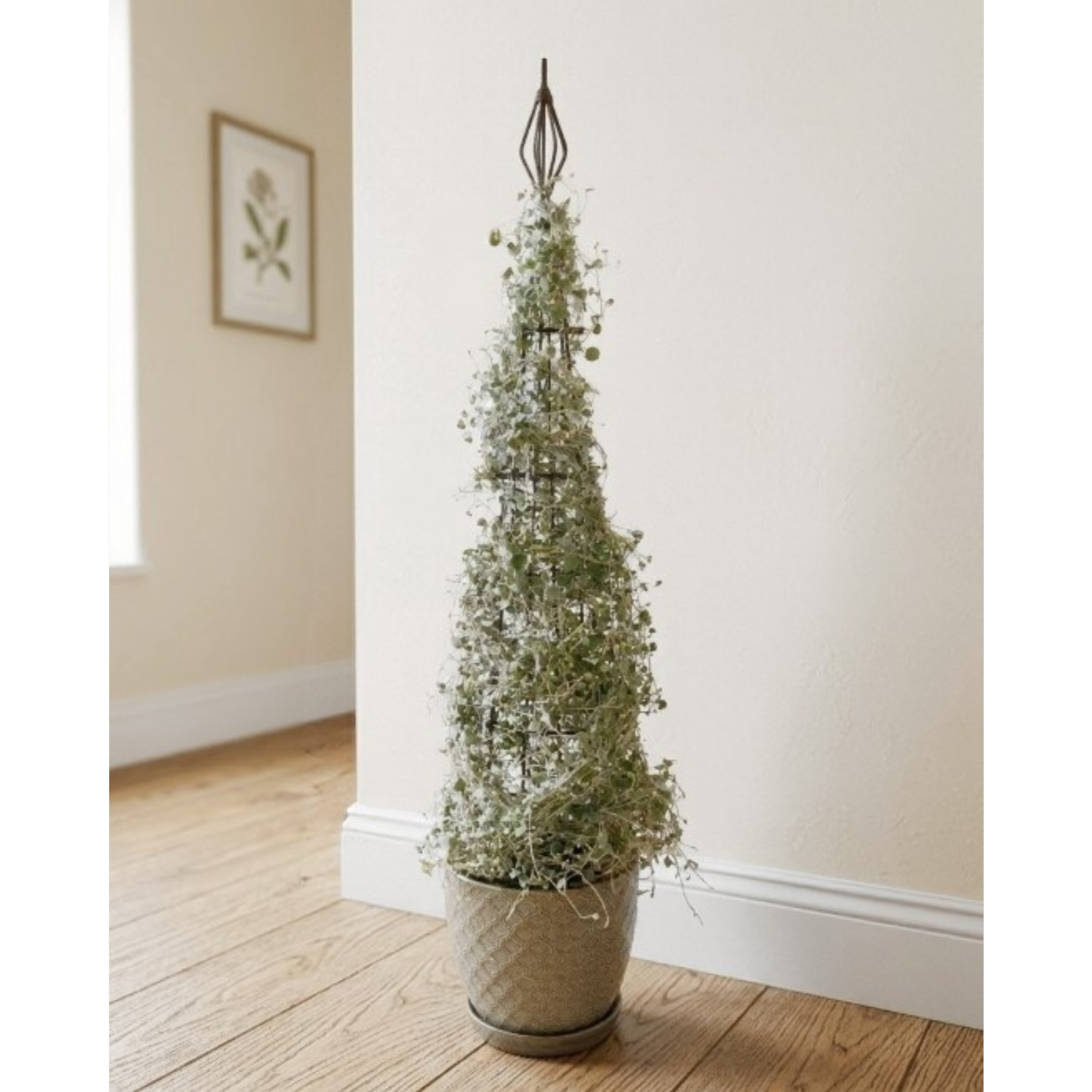 Silver Falls Dichondra - $115