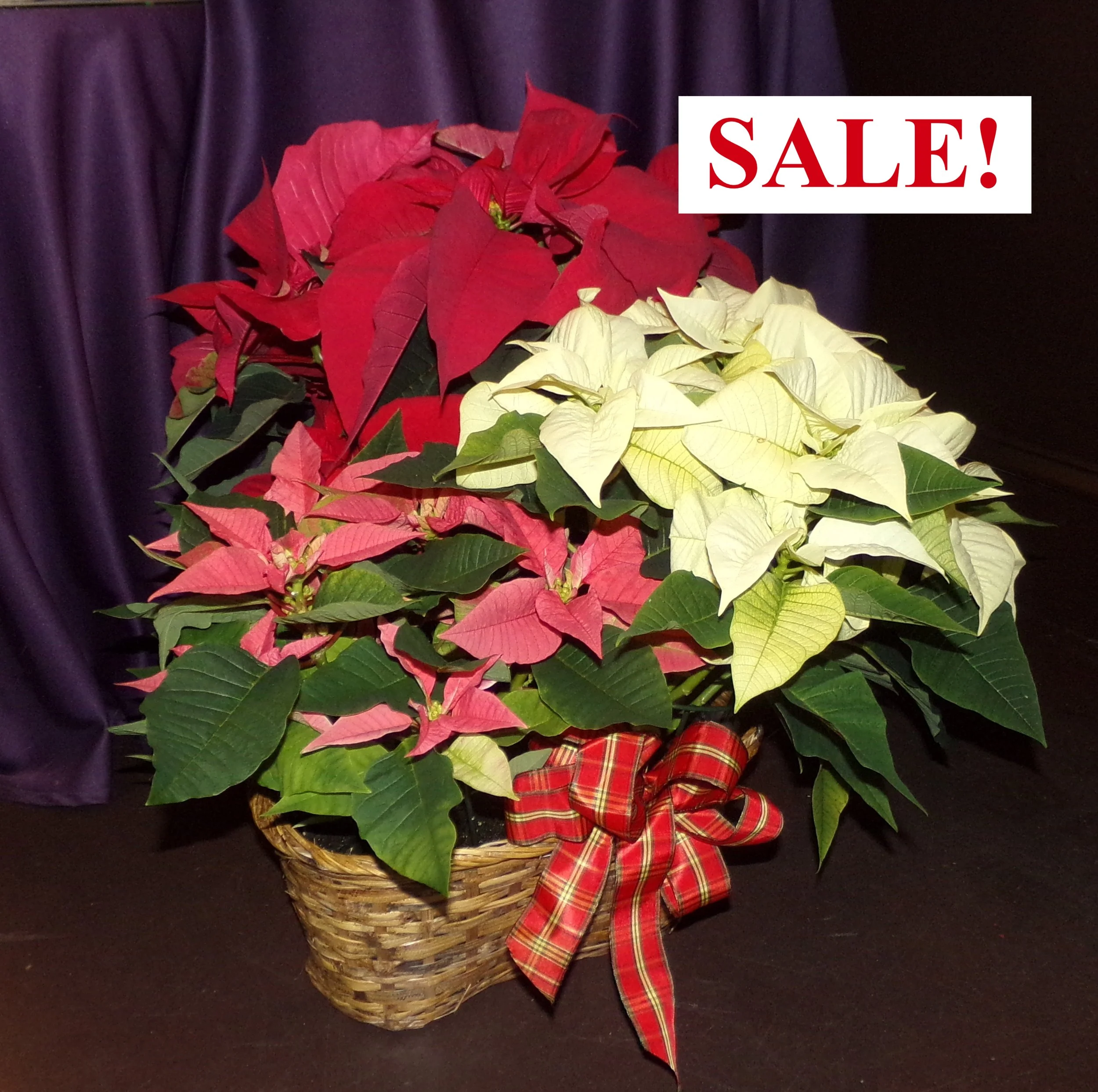 Poinsettia Triple Basket SALE.jpg (Copy)