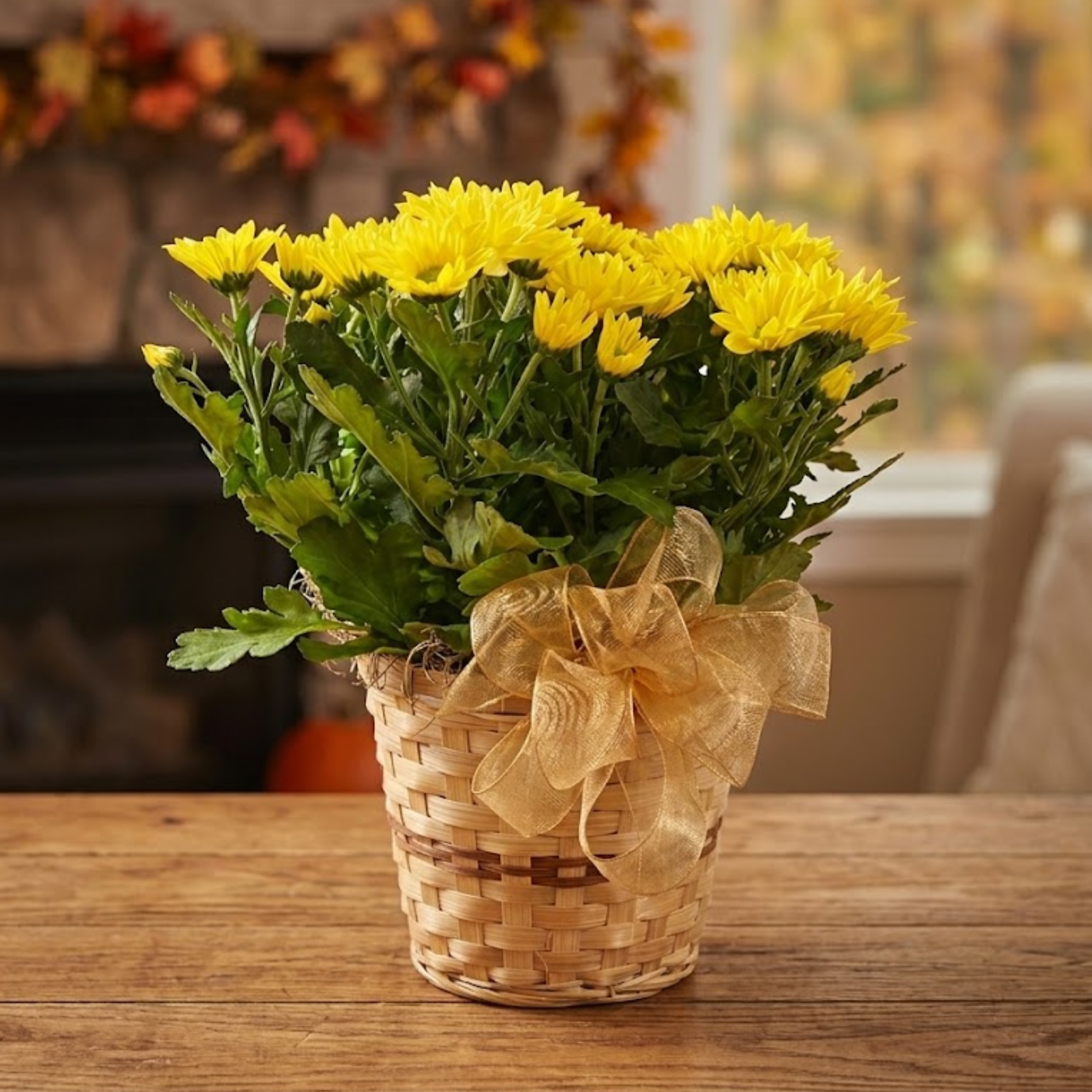 single basket mums chrysanthemums(2).png