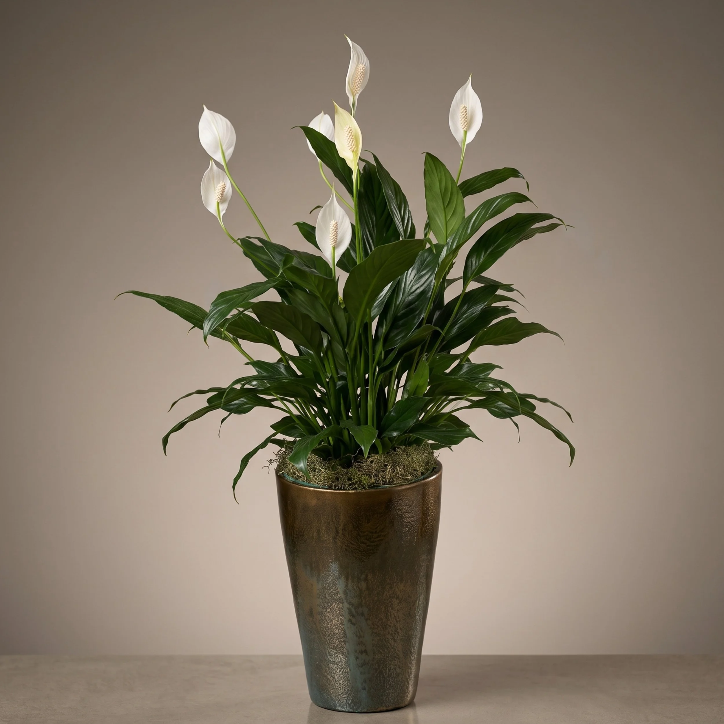 peace lily in elegant tall planter.jpg