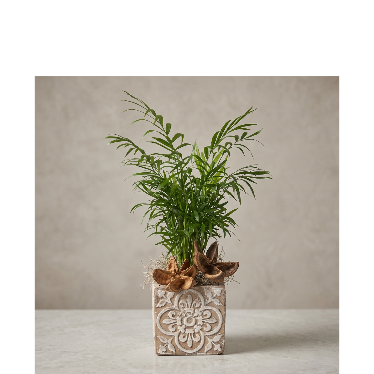 live plant palm in etched with pods.png