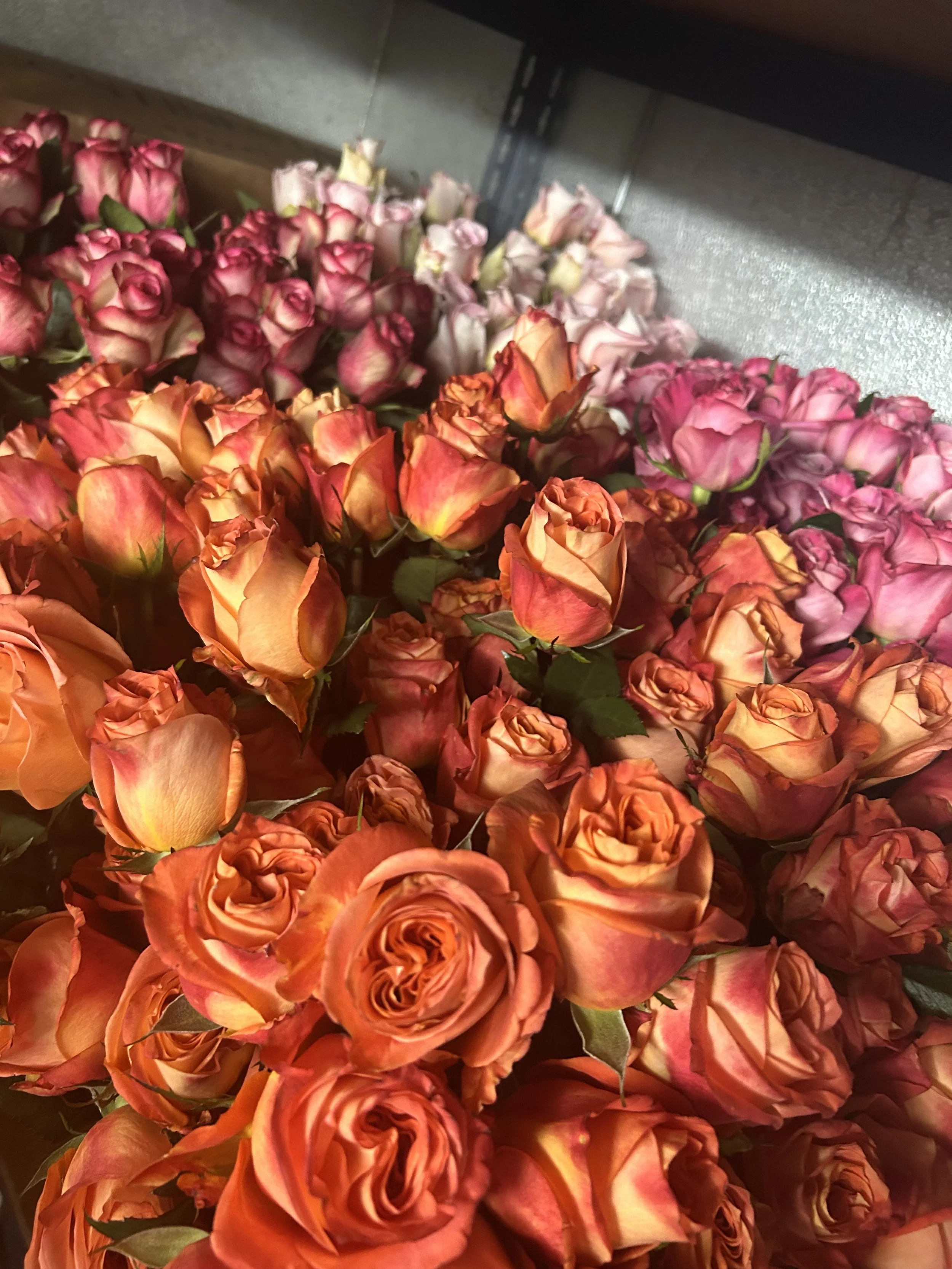 A clsoe up of large head beautiful roses in orange, lavender, pale pink, and 2-toned dark pink / pale pink roses