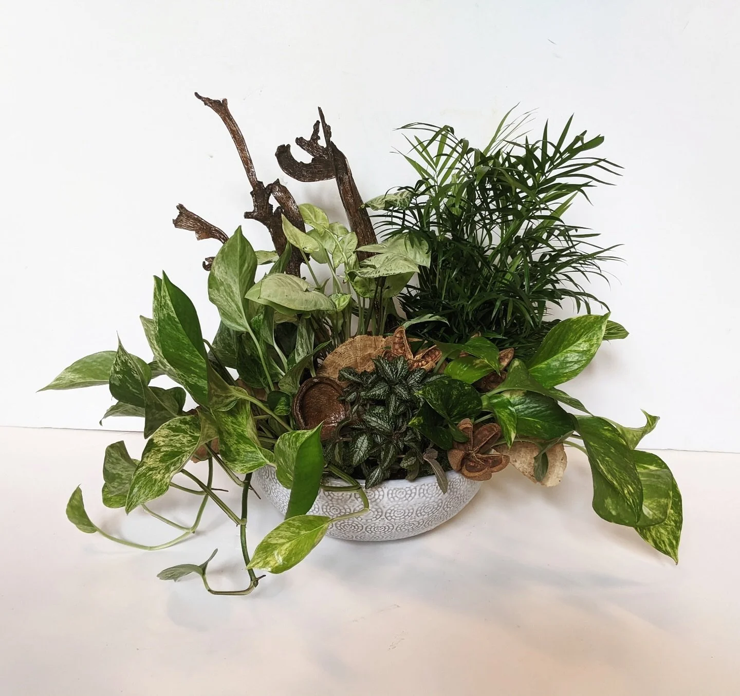 🪴 Custom plant gardens available for pick up or delivery!!
This stunning #plantgarden is one of our premium designs - and this particular ceramic dish is limited!

Each one is handmade with love right here in #SmyrnaGA. Custom dish gardens are also 