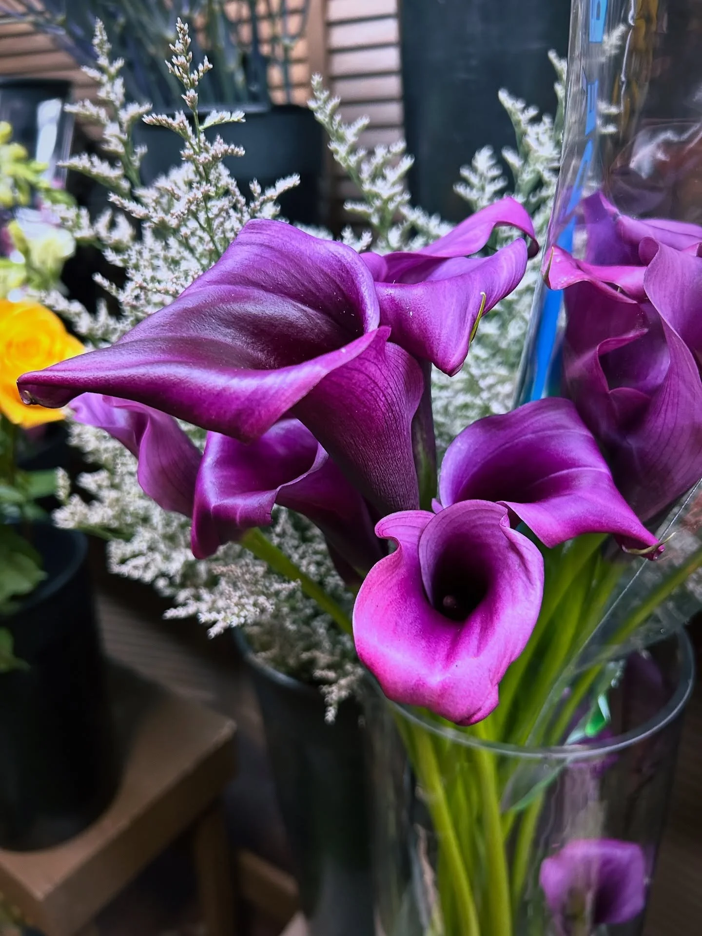 Oh, these purple calla lilies&hellip; aren&rsquo;t they just lovely? 💜 They have a way of looking both fancy and simple all at once. I couldn&rsquo;t help but snap a picture to share!

See some shots from our cooler here, updated weekly! 😊
➡️ Villa