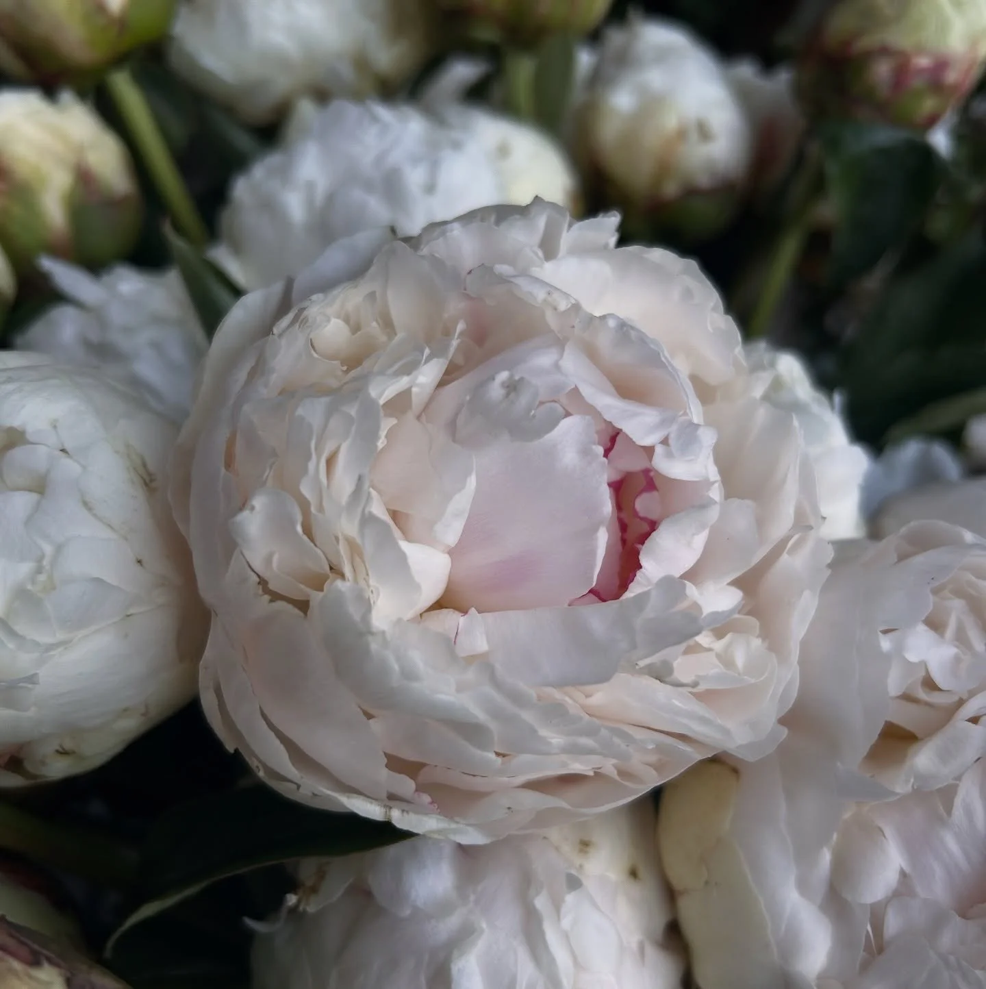 This week we&rsquo;ve got the softest white peonies with the sweetest little pop of pink right in the center (LOOK at that blush!!). They&rsquo;re here only while supplies last, so if you&rsquo;re a peony person&hellip; run, don&rsquo;t walk. 💐💗

A