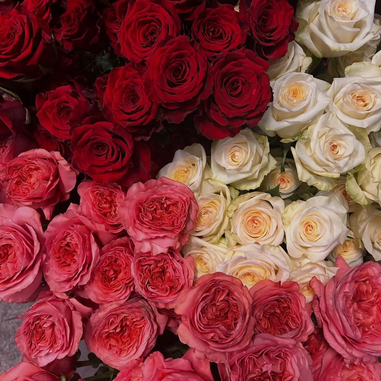 We&rsquo;ll be processing, designing and sending out: 
🌹 2,500+ premium roses
🌸 6,000+ stems of tulips, lilies, ranunculus, sunflowers, daisies, anemones &amp; more

ALL IN ONE WEEK! 

Valentine&rsquo;s week = organized chaos, long hours, tired fee