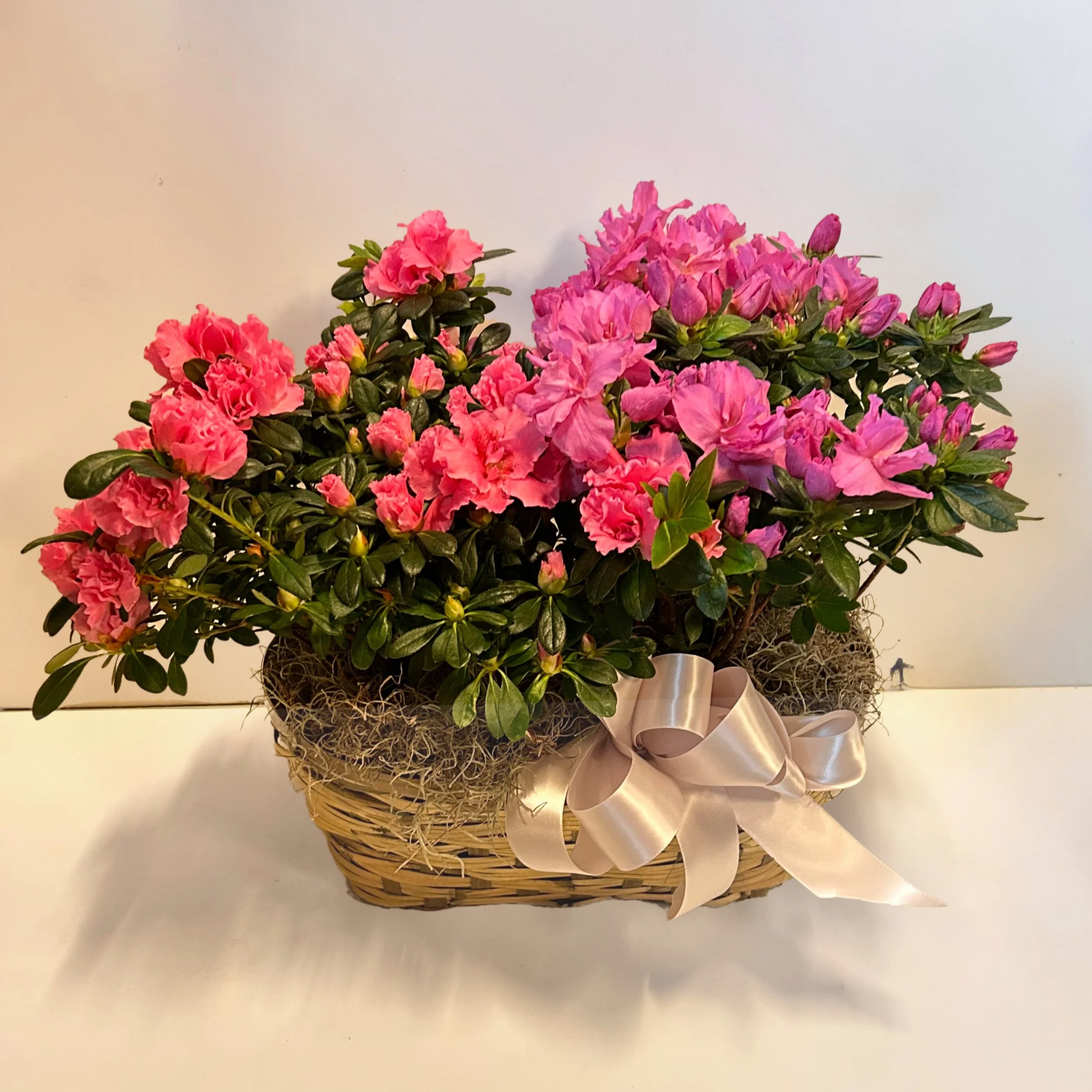 azalea in basket double(1).jpg