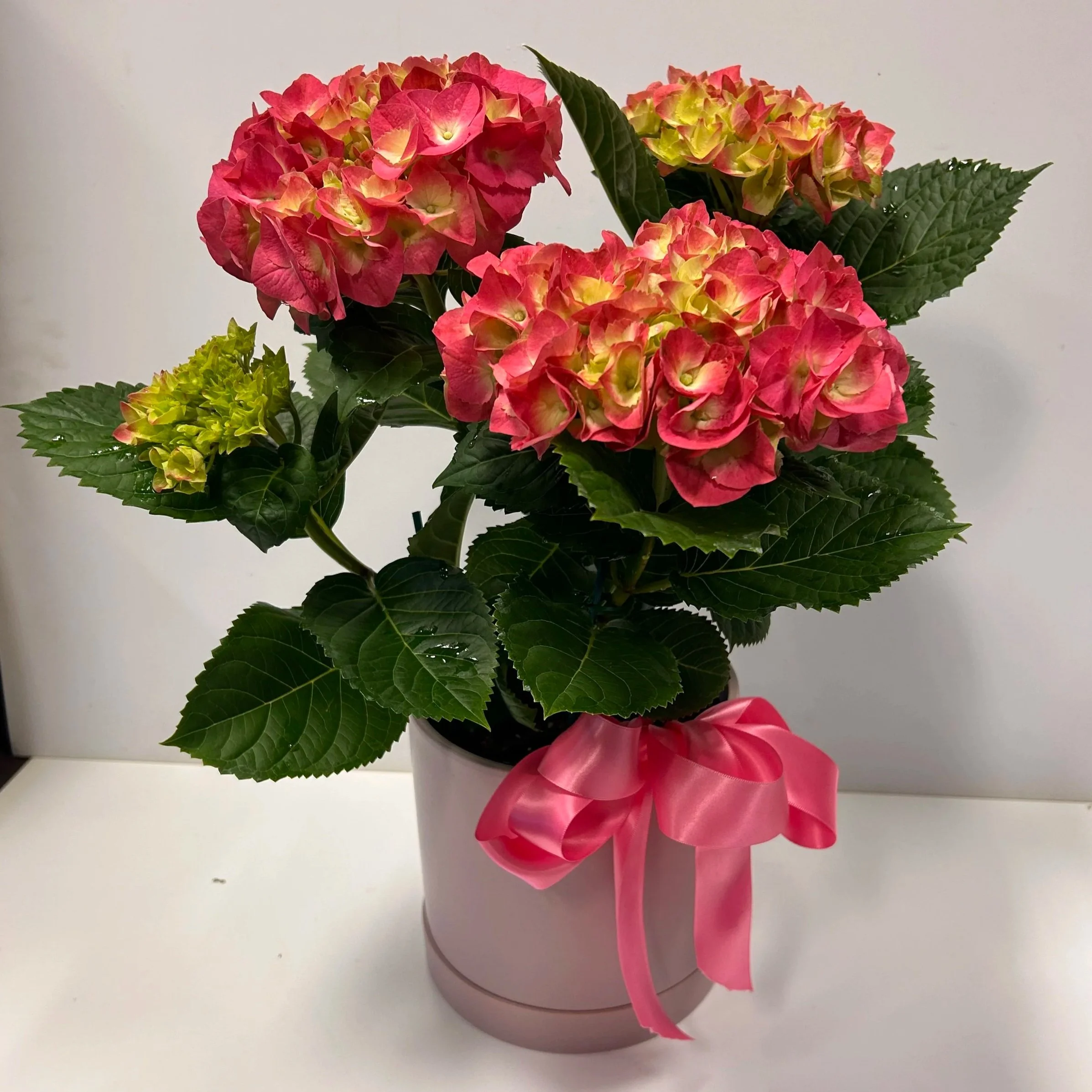 Enjoy Now, Plant Later: Azaleas, Callas &amp; Hydrangeas