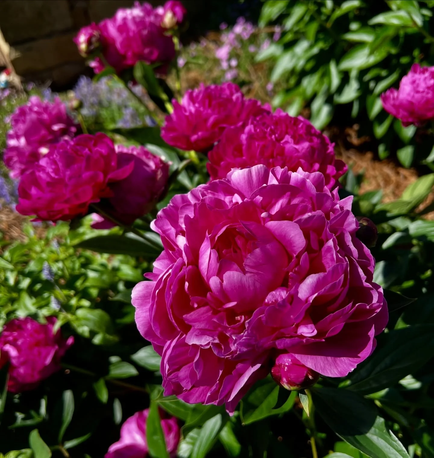 Peony season is back!! 

The season doesn&rsquo;t last long. Order online for delivery or call us for easy pick up &amp; custom arrangements! :) 

Join our email list that tells you when we have peonies in! 🌺 Just visit our homepage and scroll down 