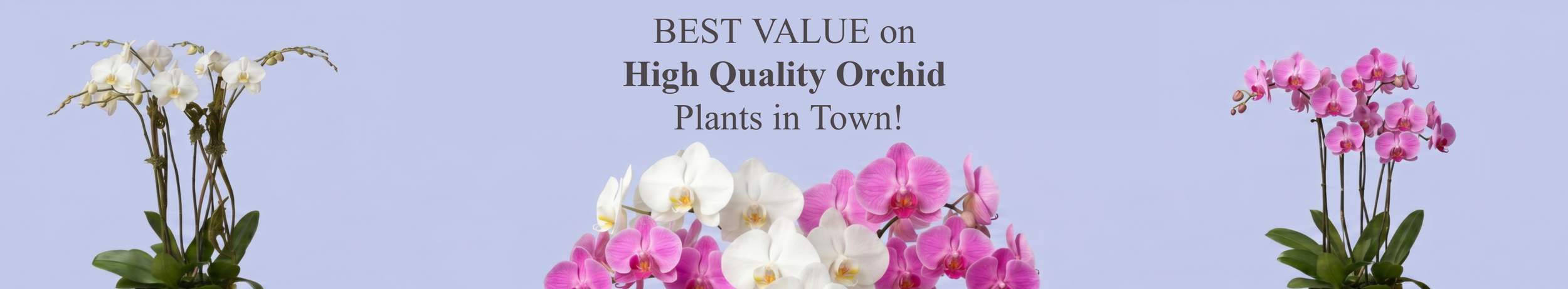 orchid+banner+option+e.png