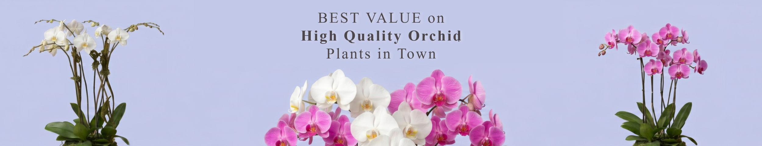 orchid+banner+option+e.png