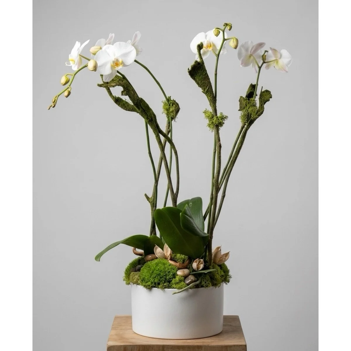 We do potted plants! This orchid went out this week and we added a four stem orchid as a regular item on our website, and we&rsquo;ve already sold another one! (link in bio) 🌸

PS&hellip; we have our live flower inventory on our website, updated eve