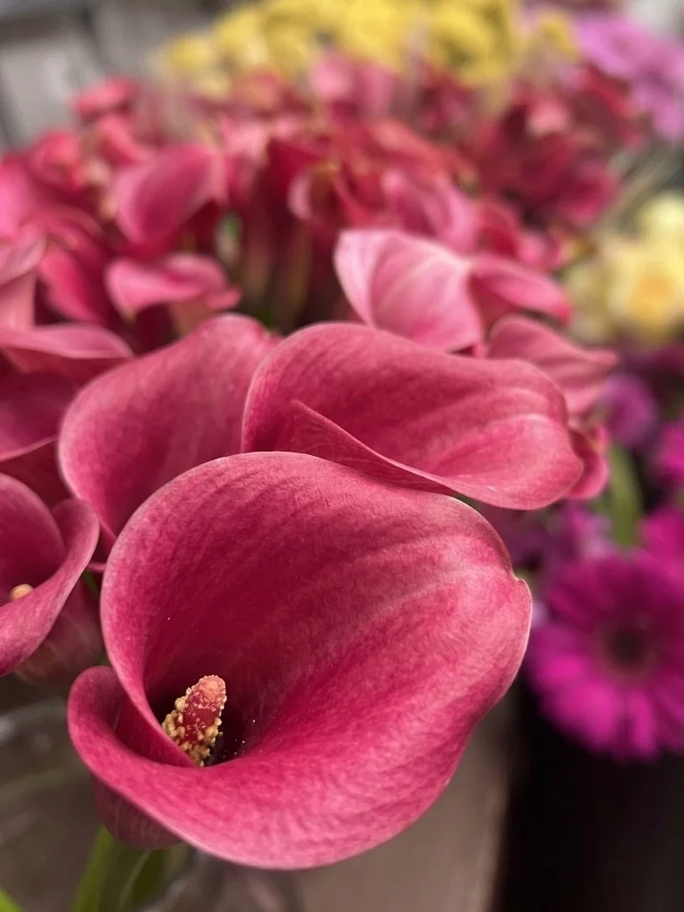 We got some beautiful &ldquo;Ramona&rdquo; Calla Lilies in yesterday. We have a ton so come and get some at a great price! $6/each, or a bunch of 10 for $45 (that&rsquo;s $4.50 each)!

Pick up some wrapped or have our designer&rsquo;s make up a custo