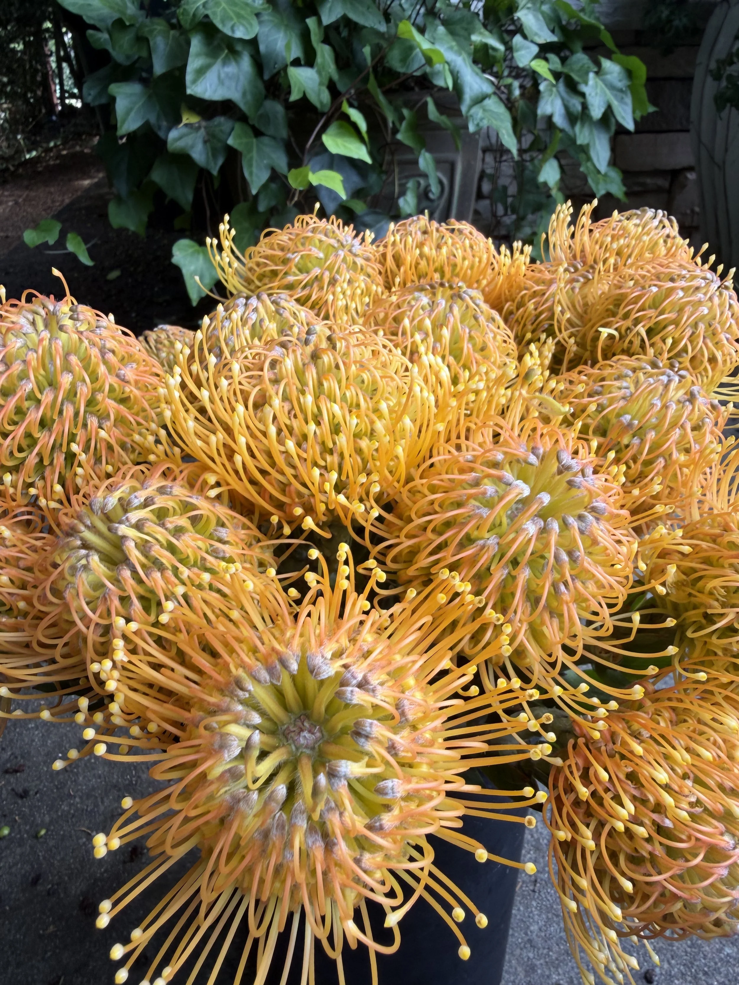 Close-up of several vibrant orange and yellow spider-like flowers with thin, elongated, curved petals and small round buds at the centers, in a garden setting.