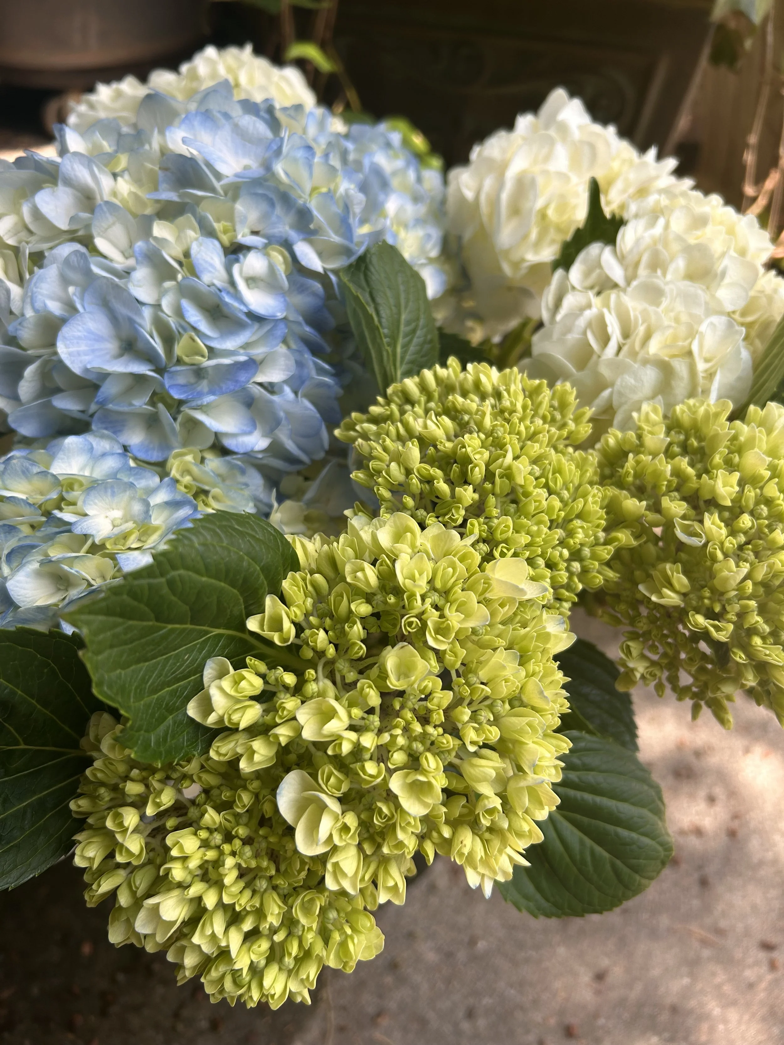 Close-up of colorful hydrangea flowers, including blue, white, and light green blooms with green leaves.