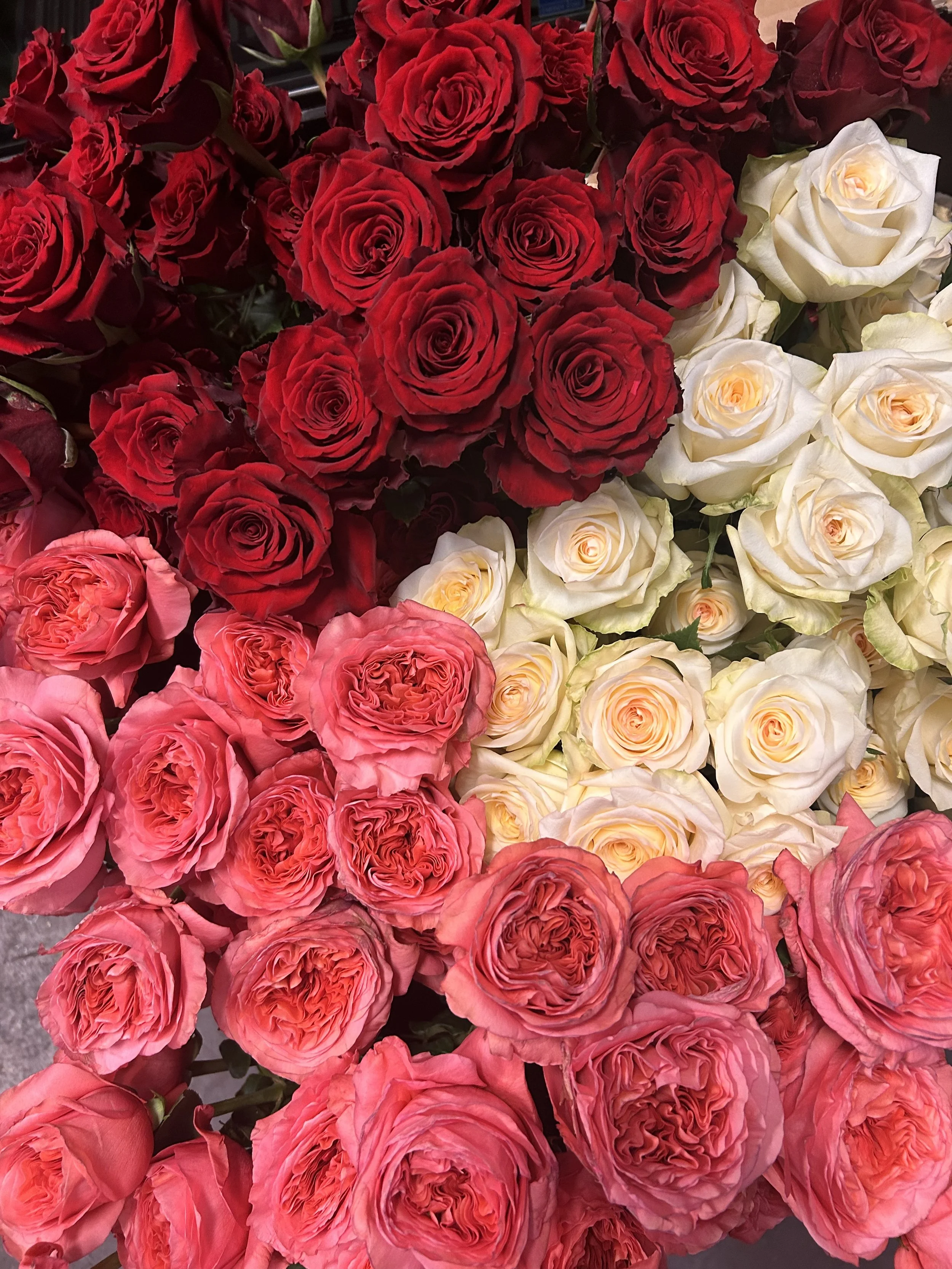 Cluster of red, white, and pink roses.
