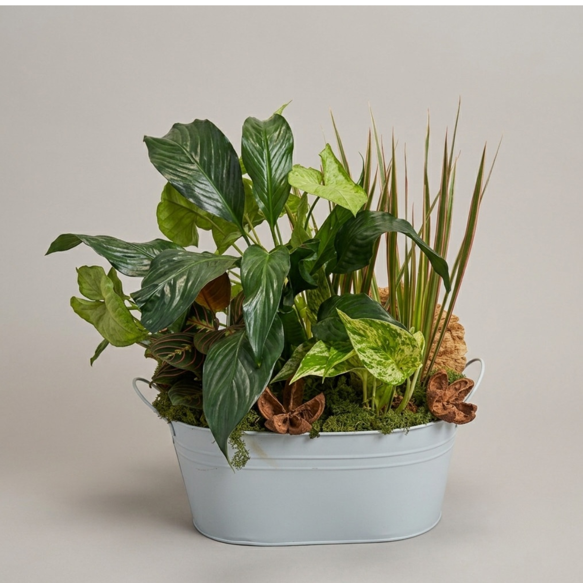 Live Inventory - Medium Plant Garden in White Metal Container - $75