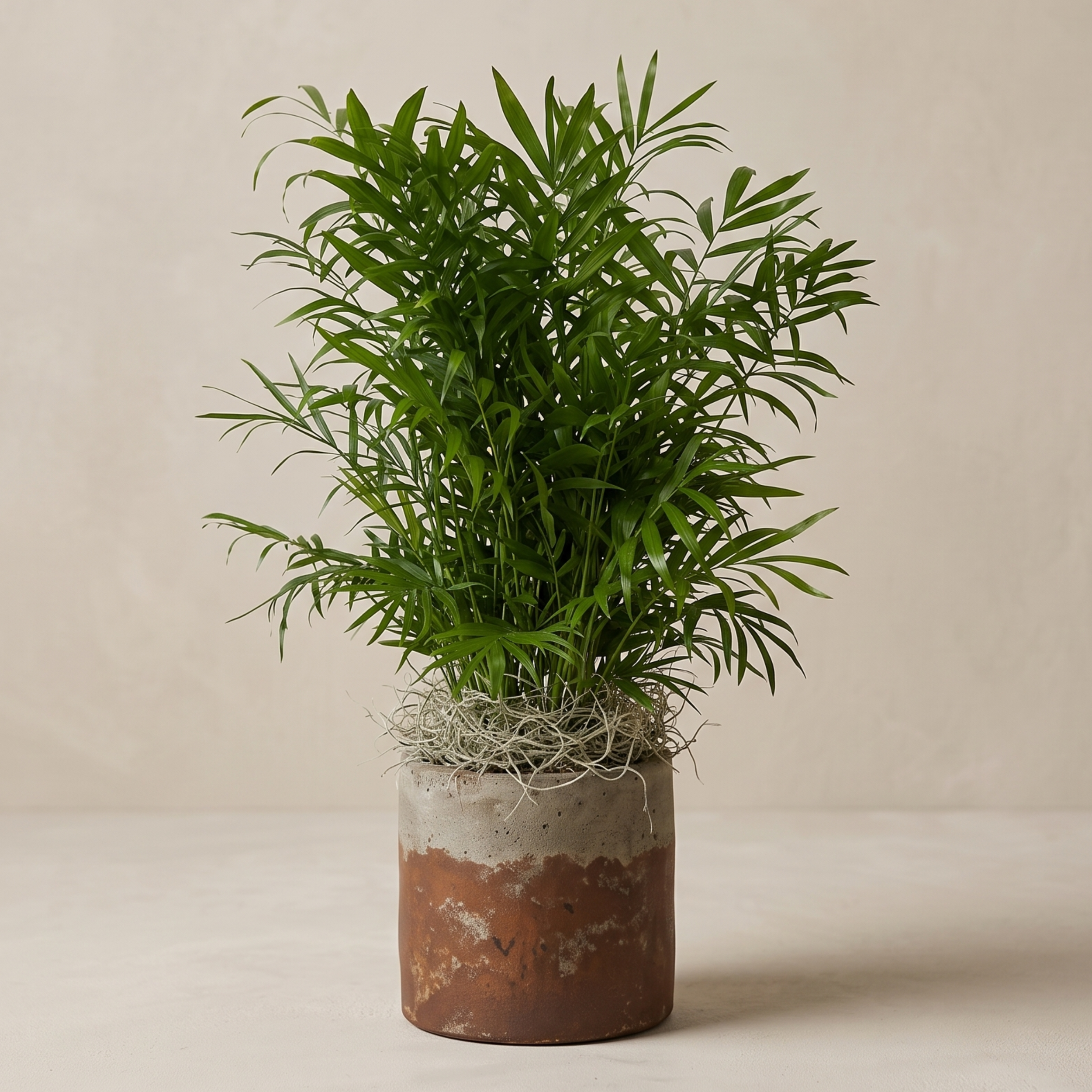 parlor palm update.png