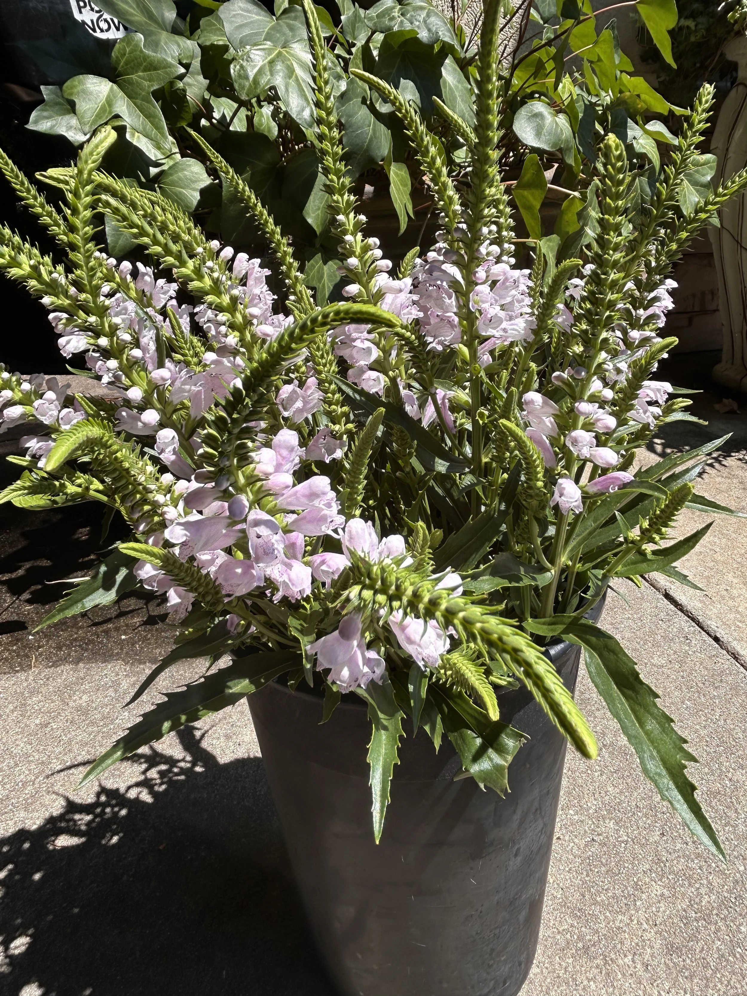 A close-up of fresh-cut stems of pink physostegia in a bucket in the sun, with ivy growing behind it.
