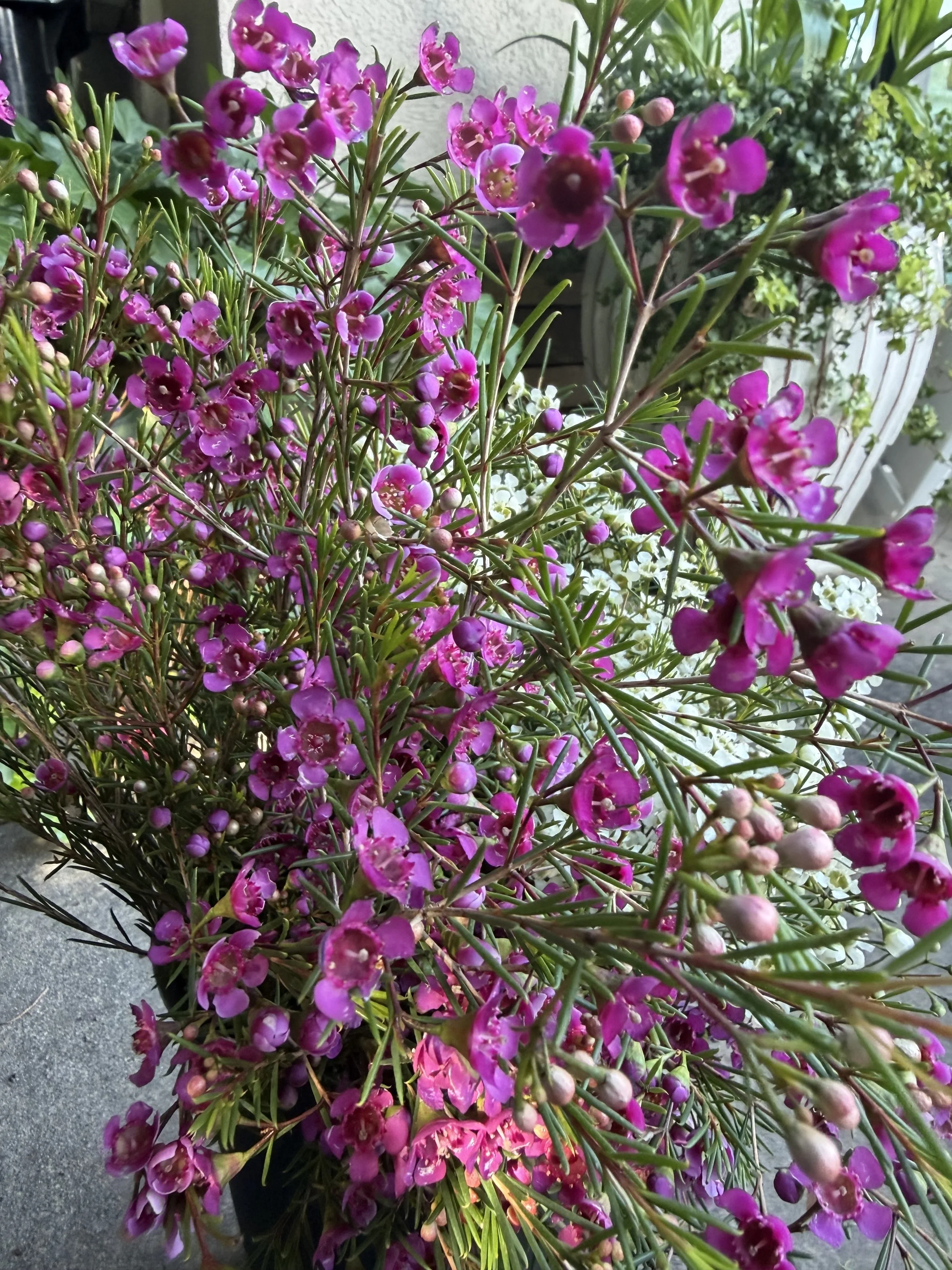 Cluster of fresh-cut pink and purple flowers with green leaves, some open and some in bud.