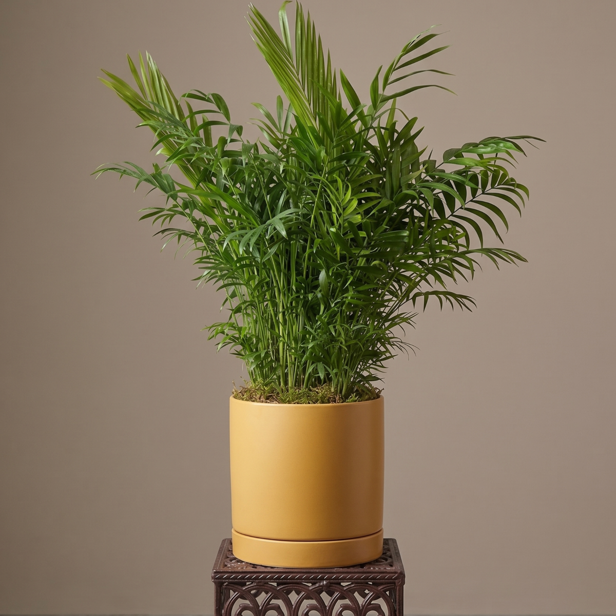large palm.png