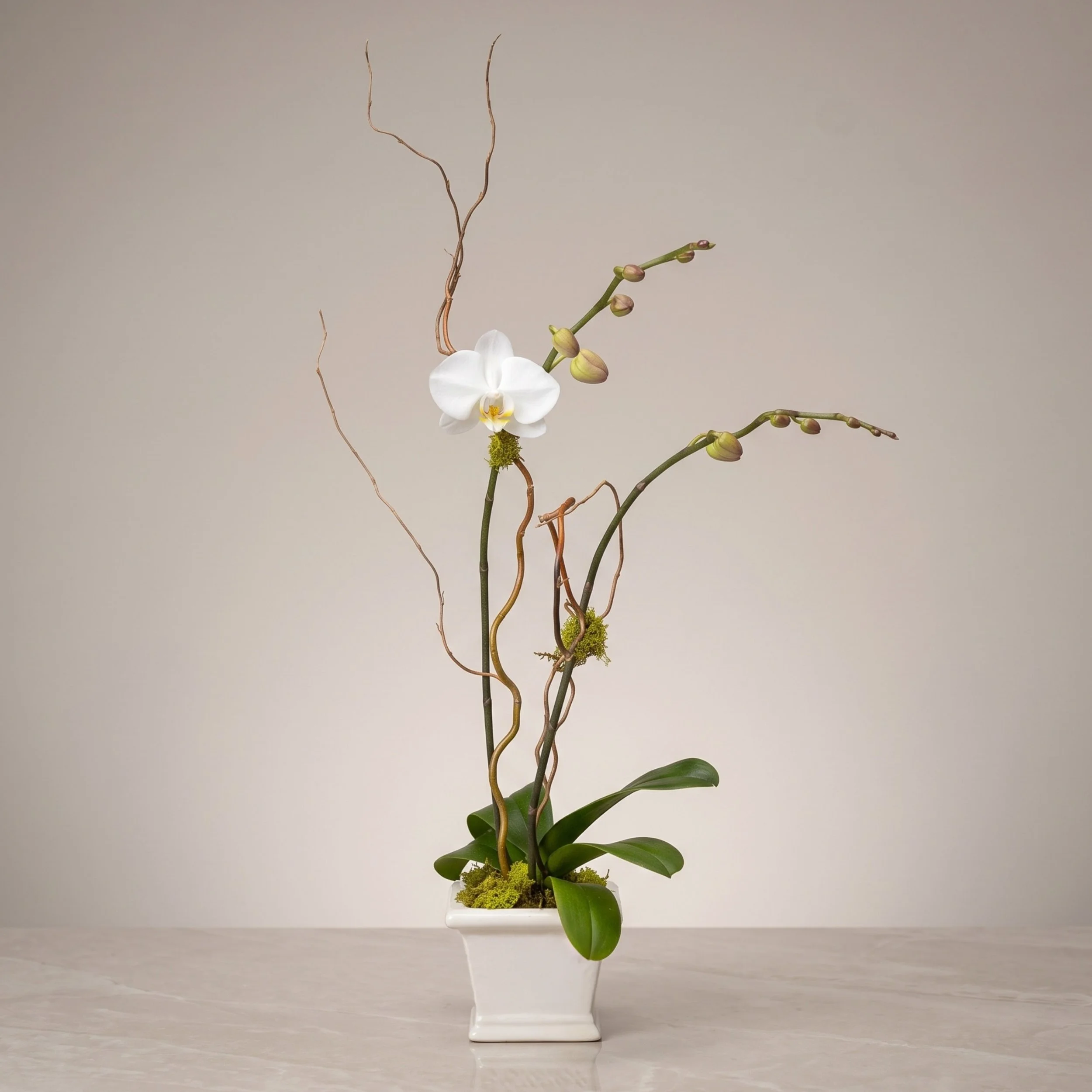 orchid plant 1_6.jpg