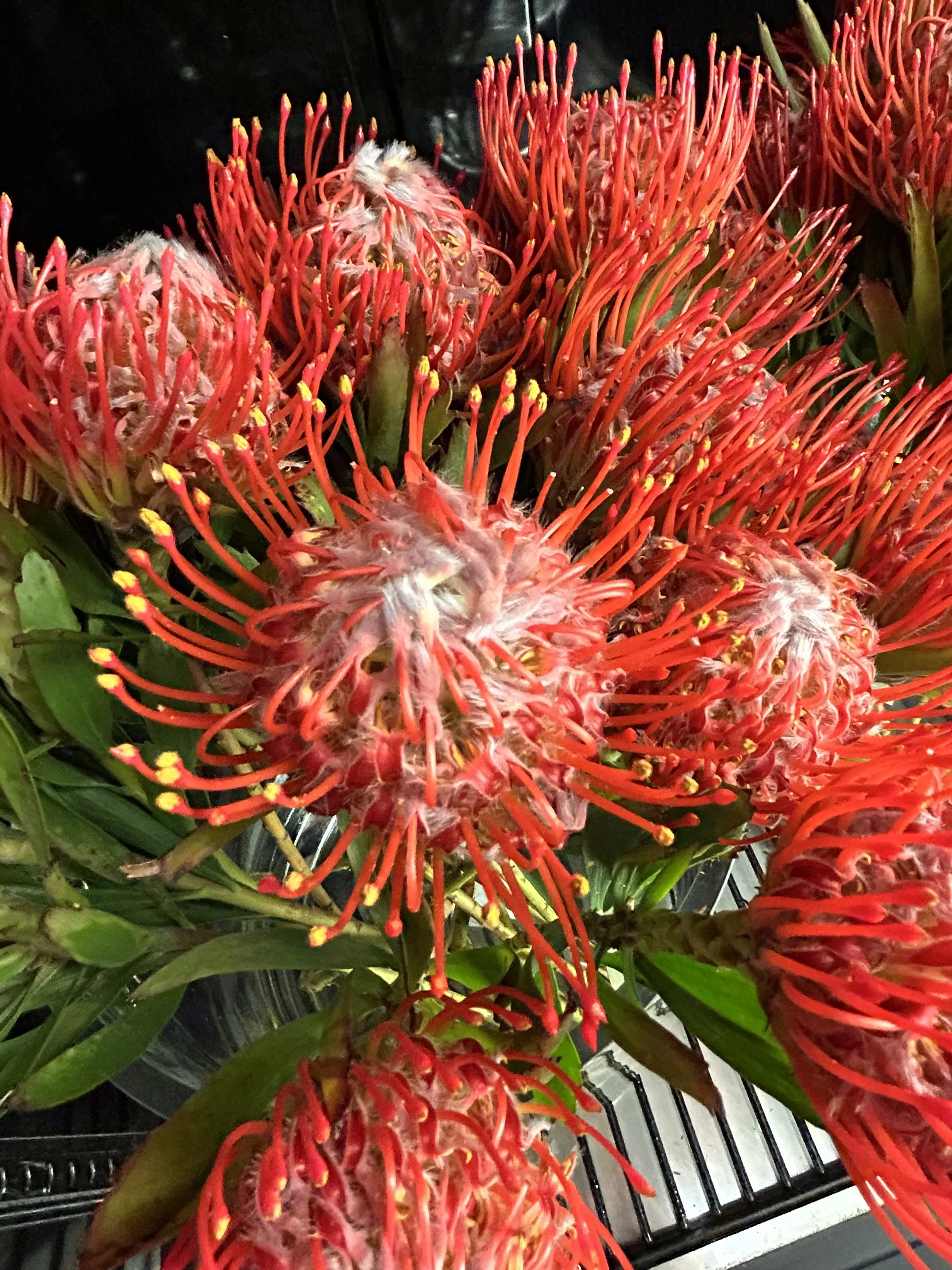 Close-up of vibrant red and orange pincushion protea flowers with long, thin petals and yellow tips, arranged on a black surface with green leaves visible underneath.