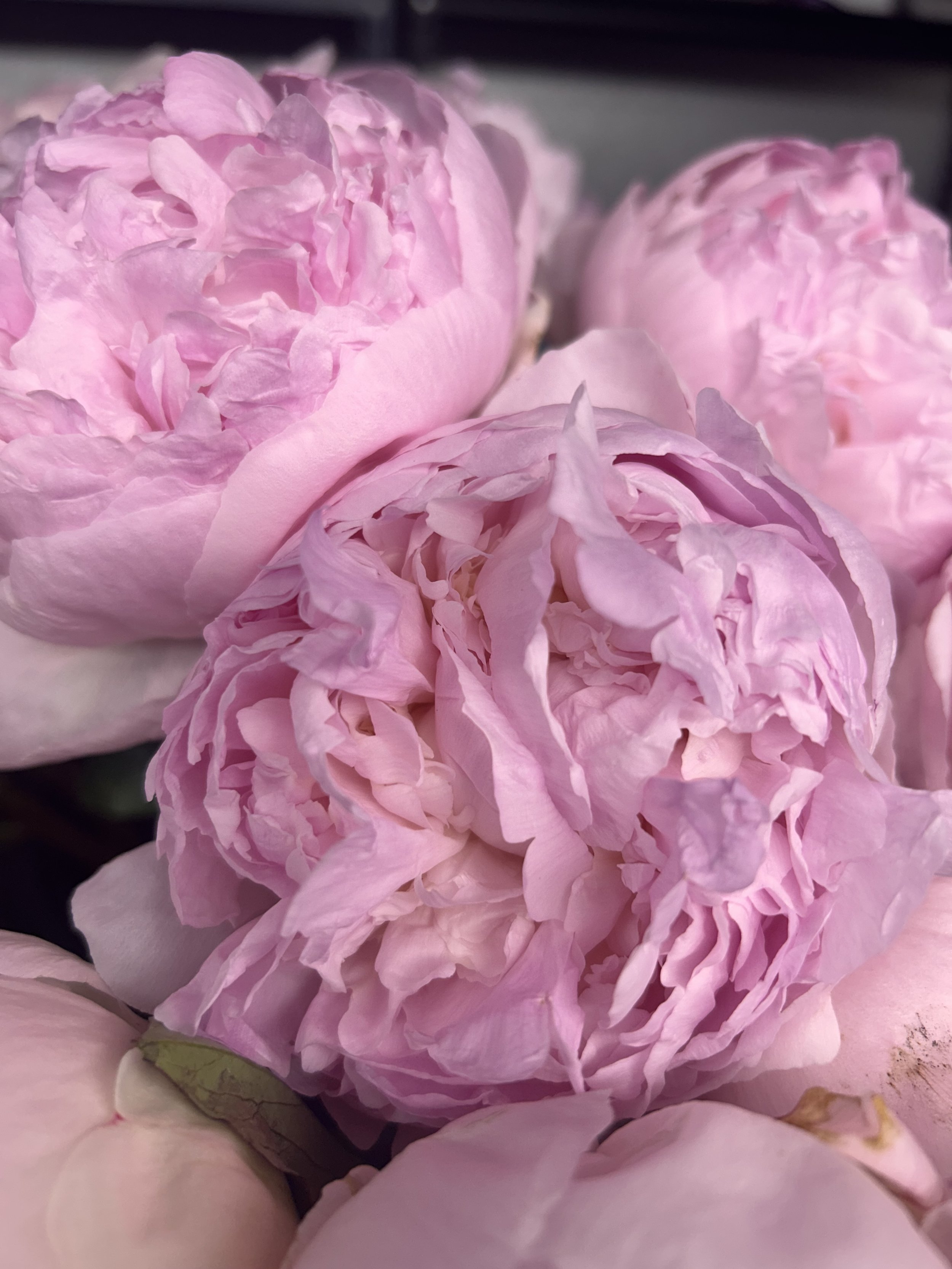 Close-up of pink peonies with ruffled petals.