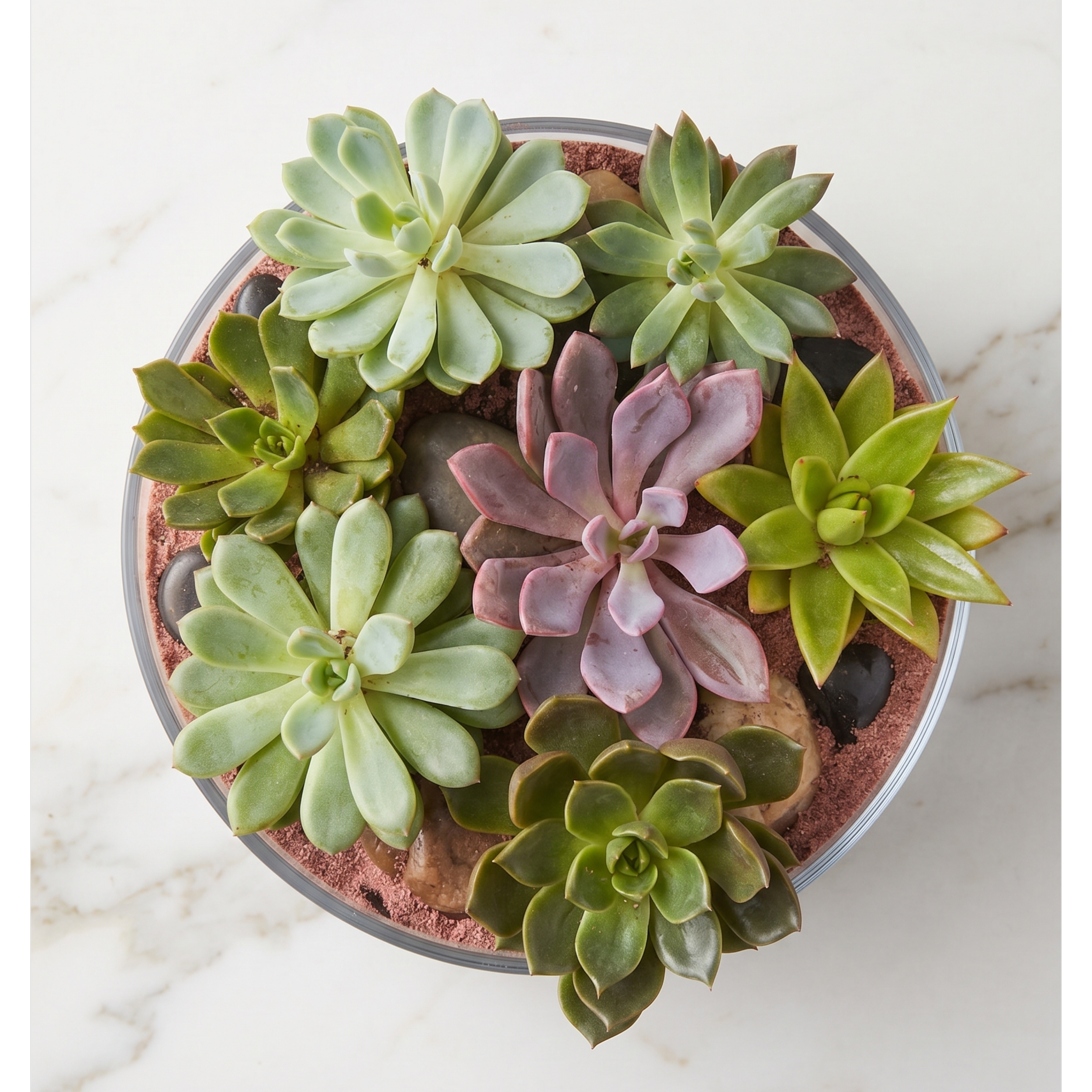 succulent garden top down.png