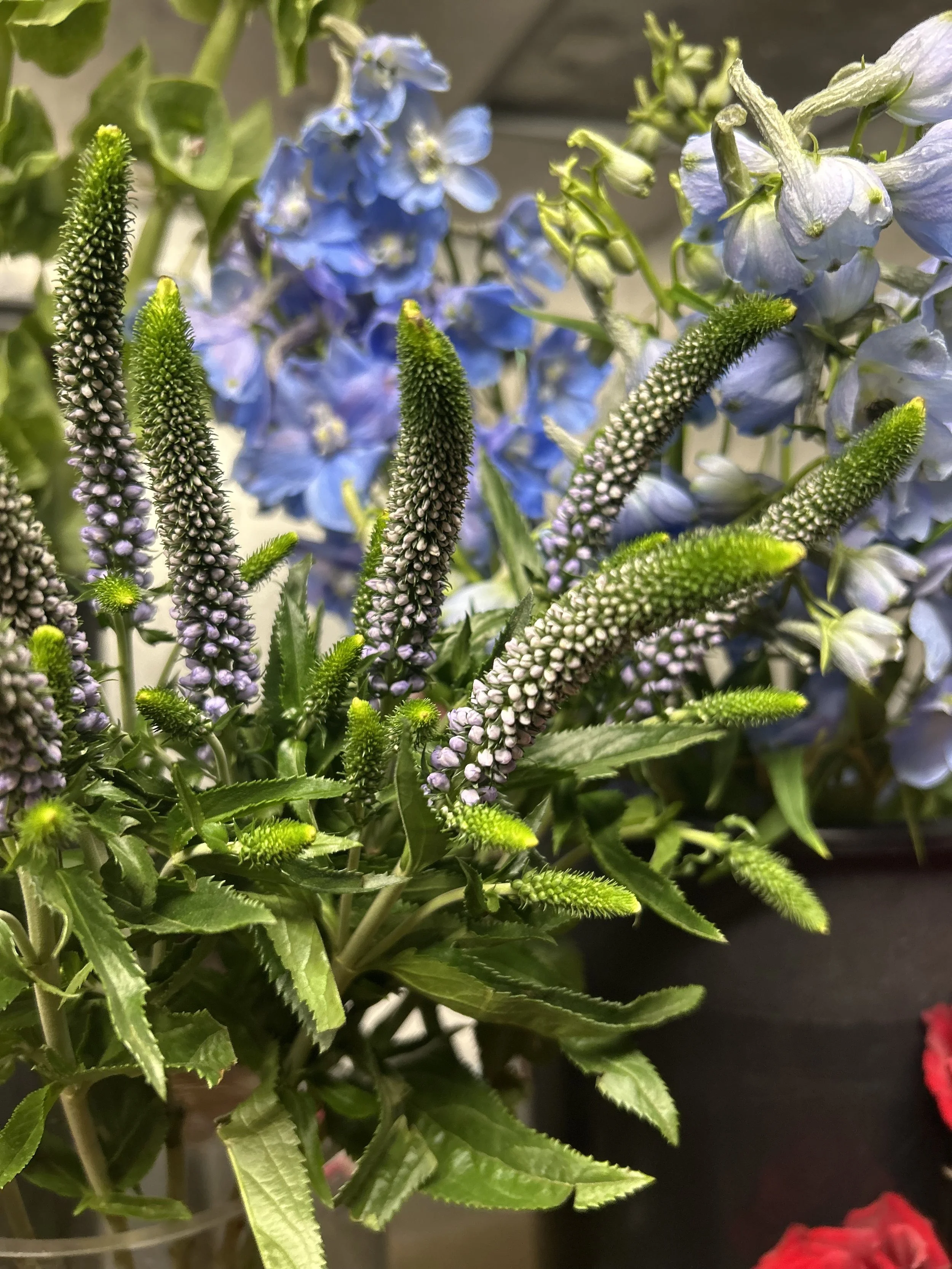 Close-up of purple veronica with blue delphinium flowers in the background.
