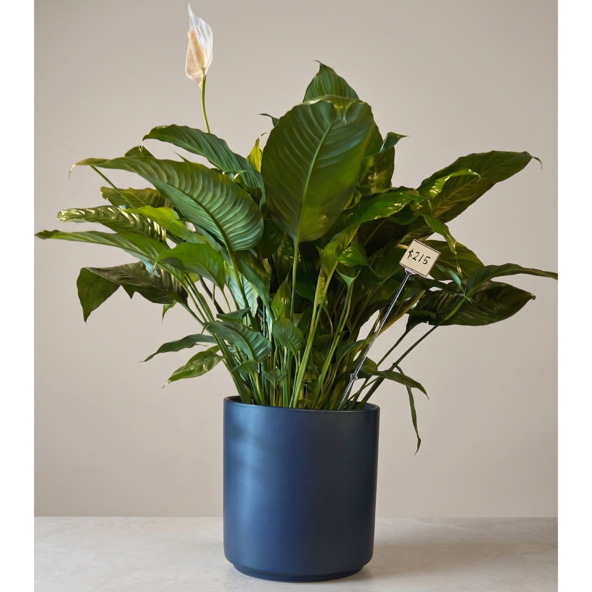 large foor planter.png