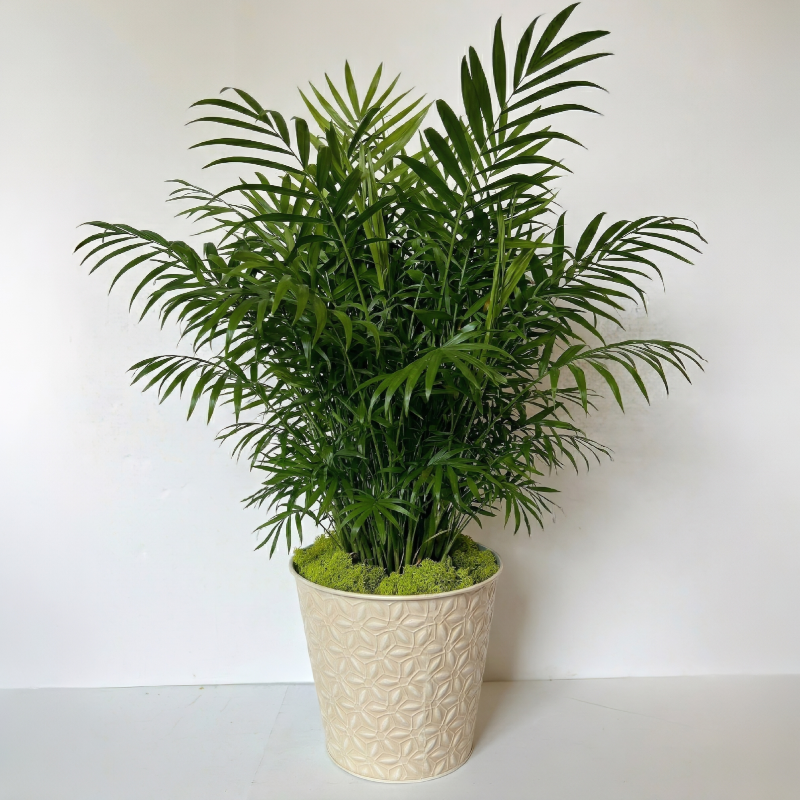 Green plant in embossed planter FINAL.png