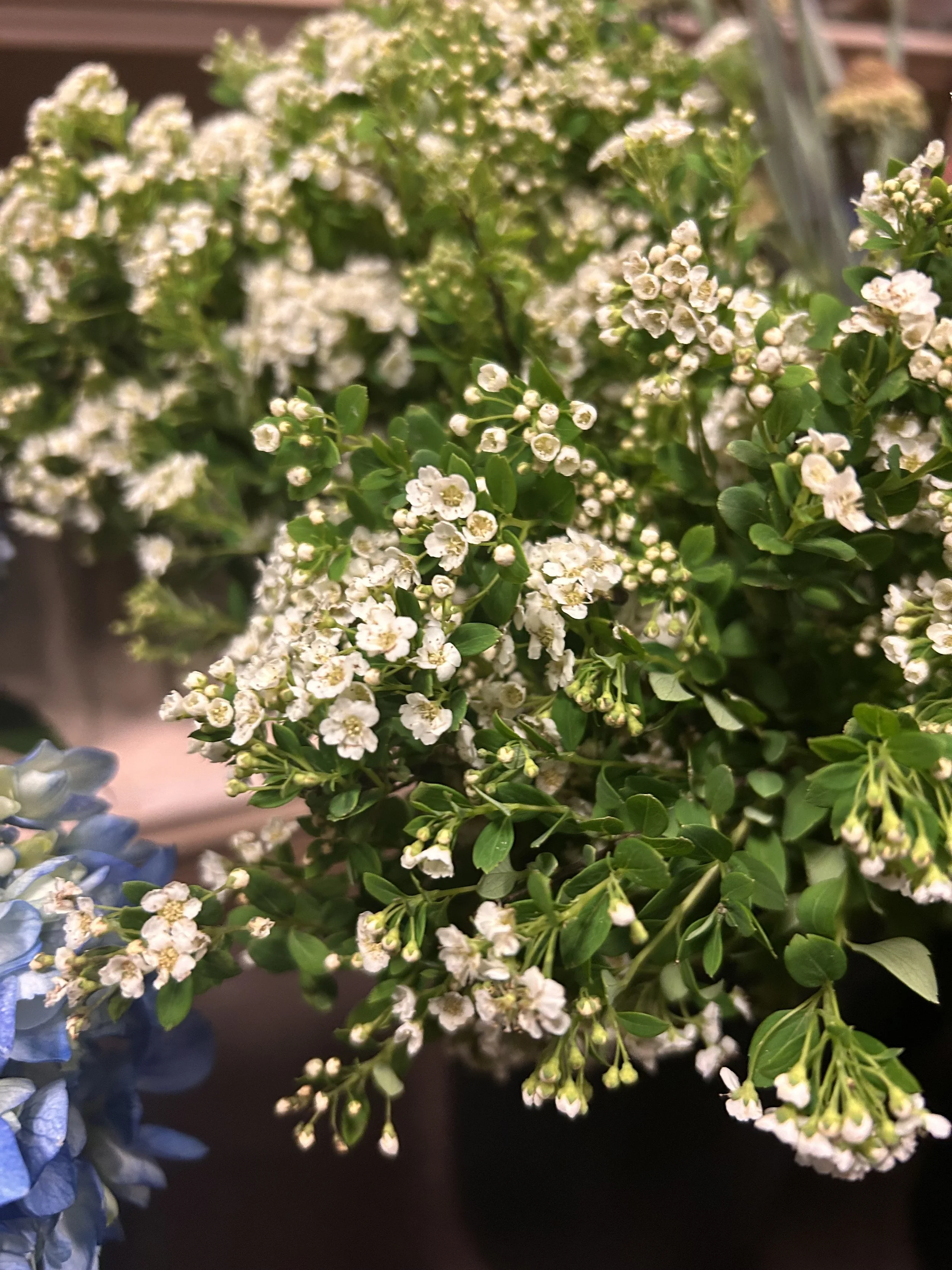 Close-up of white and green flowering plants, with leaves and small blossoms. Spirea.